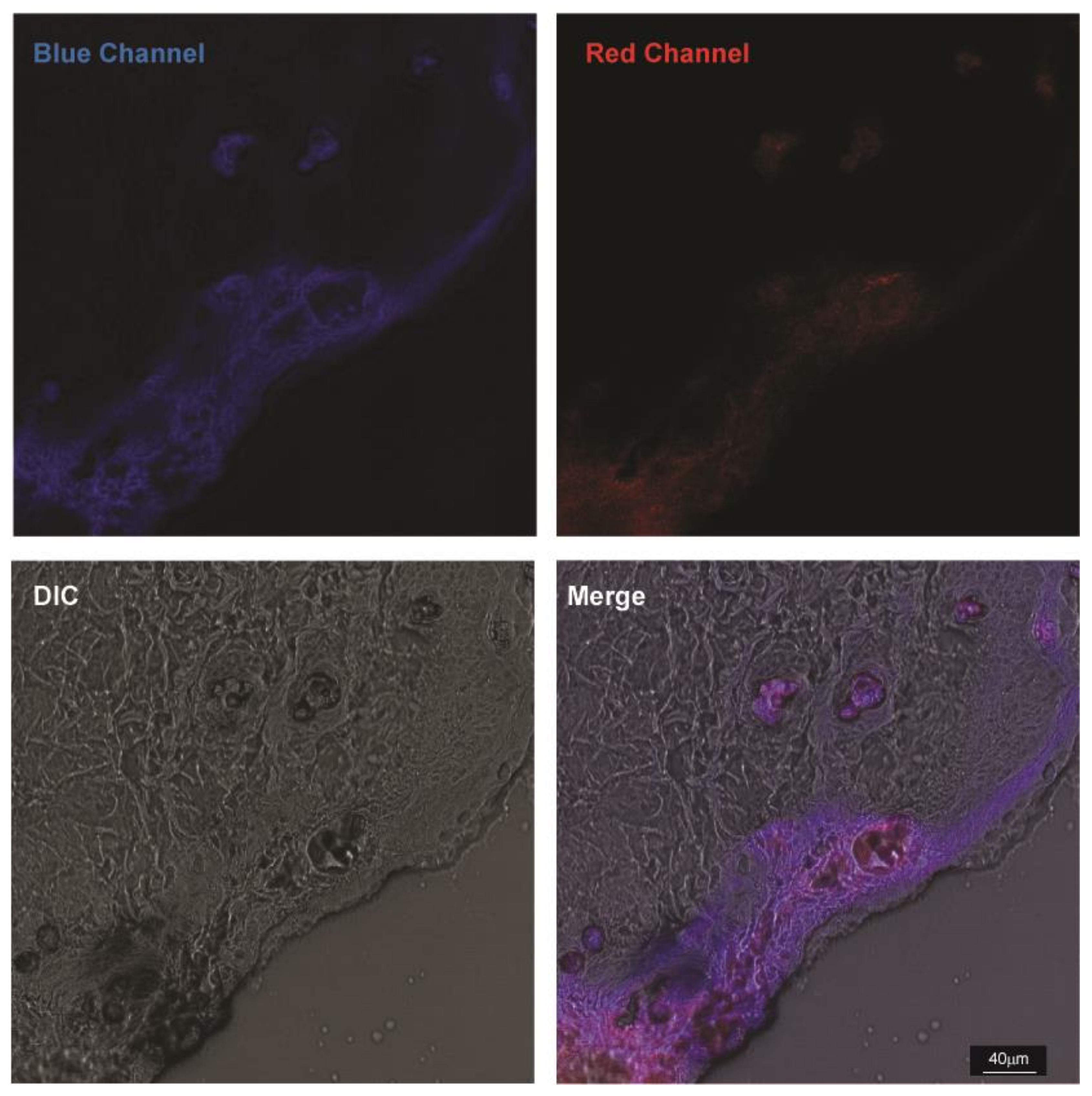 Biomedicines 10 01070 g009 550