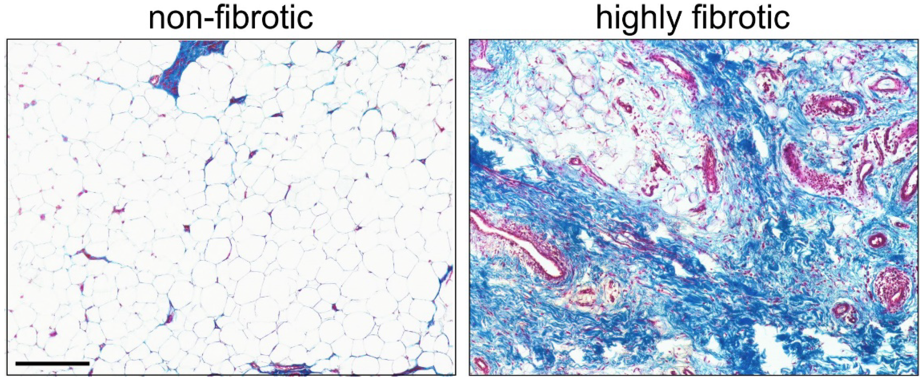 Biomedicines 10 01071 g002