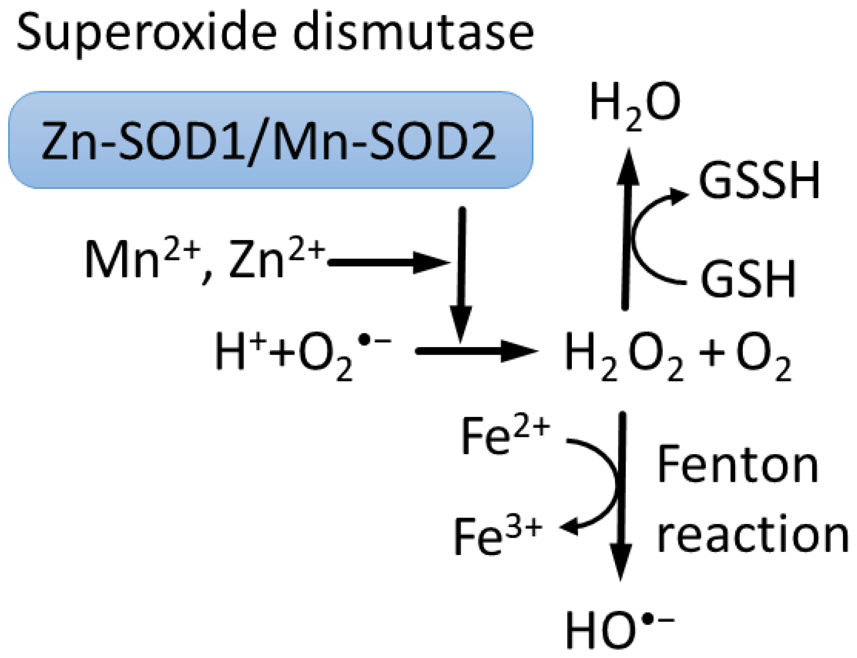 The Role of the Metabolism of Zinc and Manganese Ions in The Role of the Metabolism of Zinc and Manganese Ions in