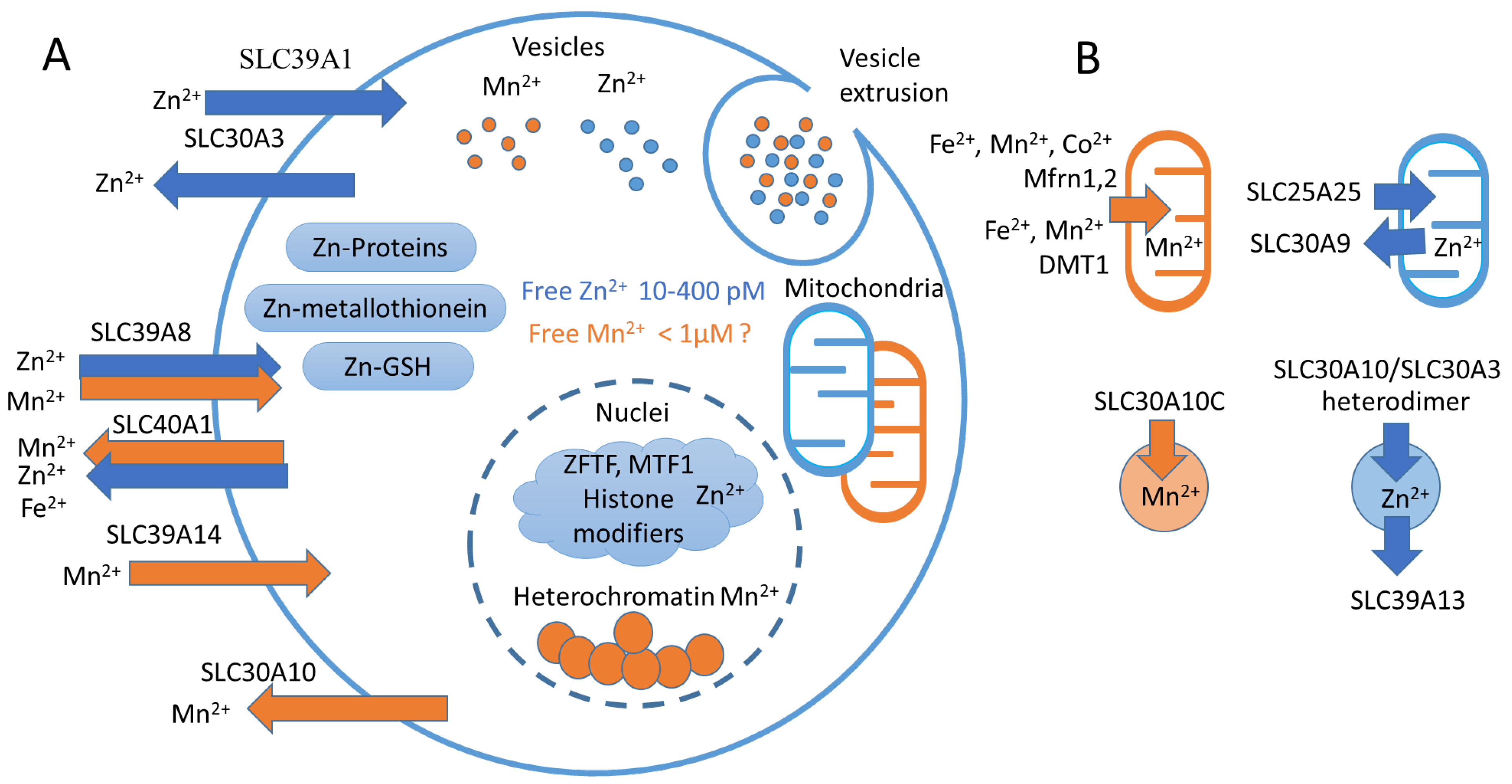 Biomedicines | Free Full-Text | The Role of the Metabolism of Zinc 