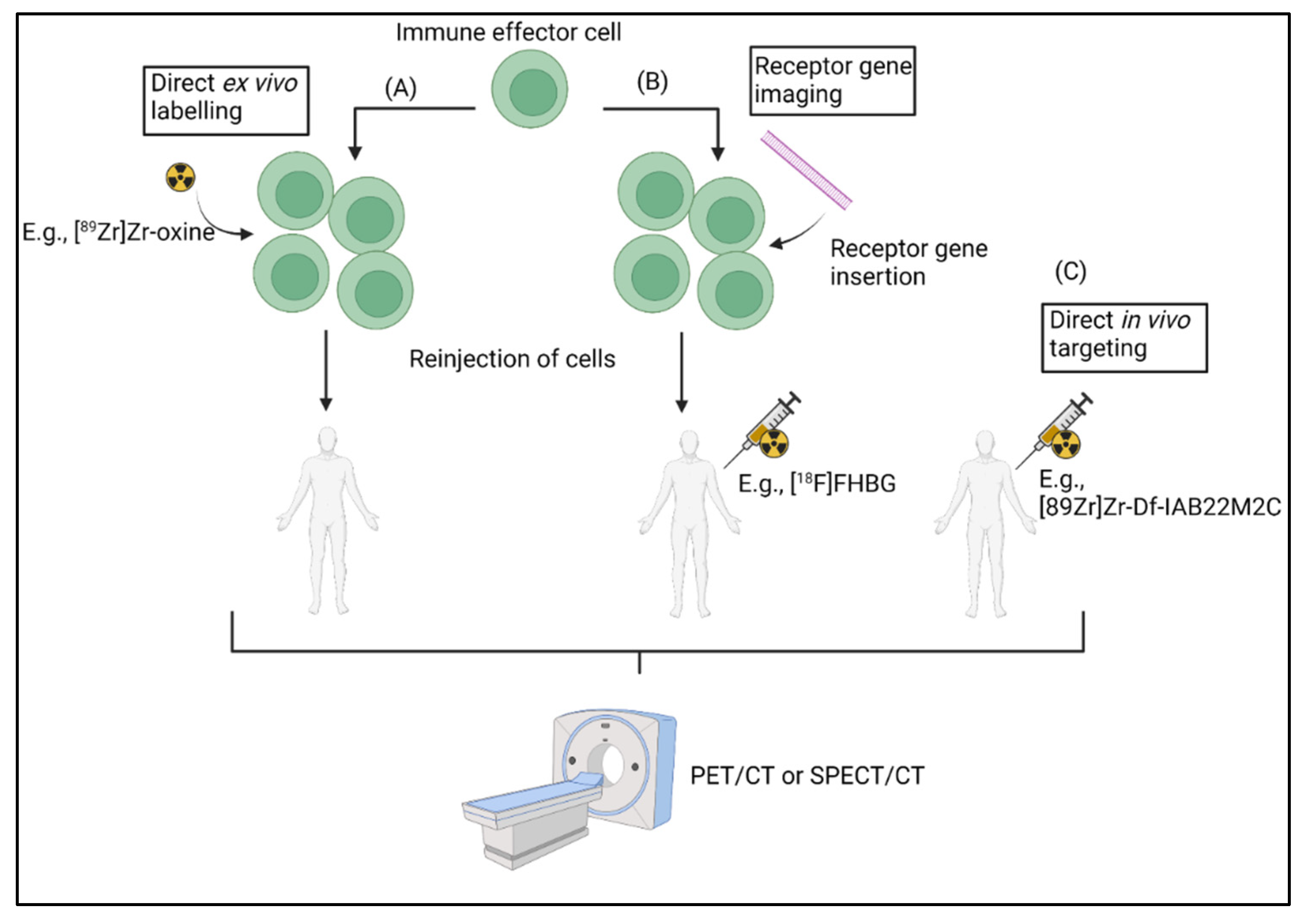 Biomedicines 10 01074 g001