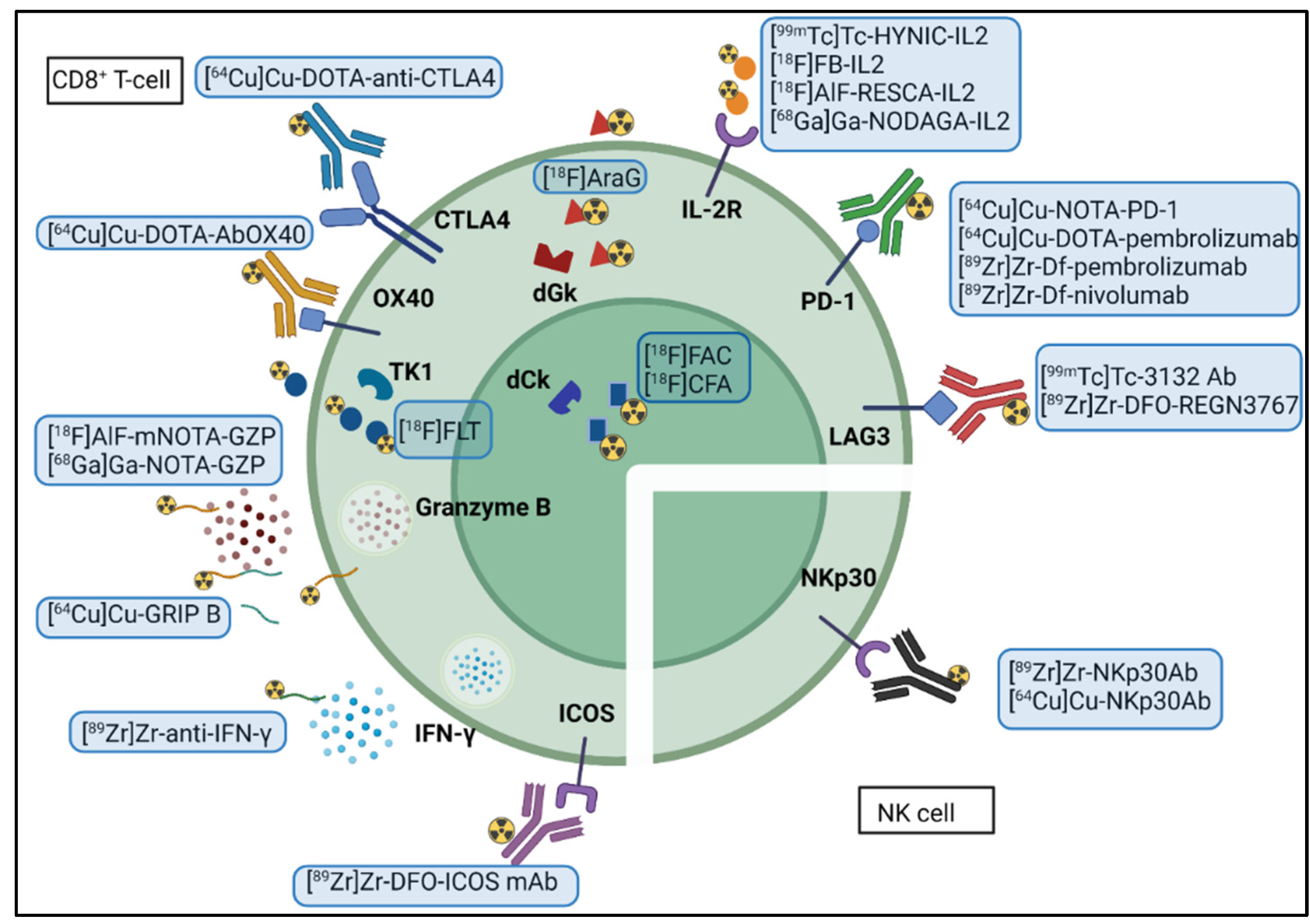 Biomedicines 10 01074 g002