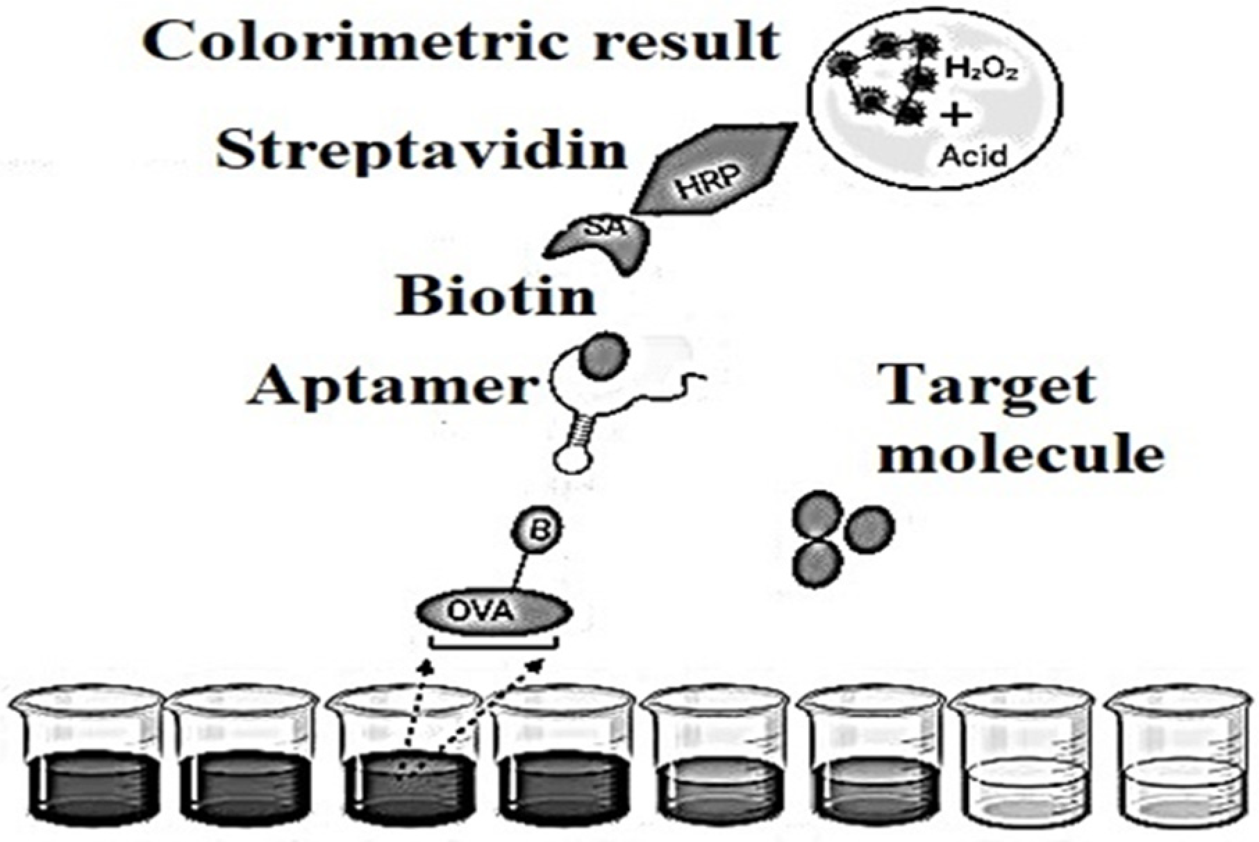 Biomedicines 10 01079 g006 Biomedicines 10 01079 g006