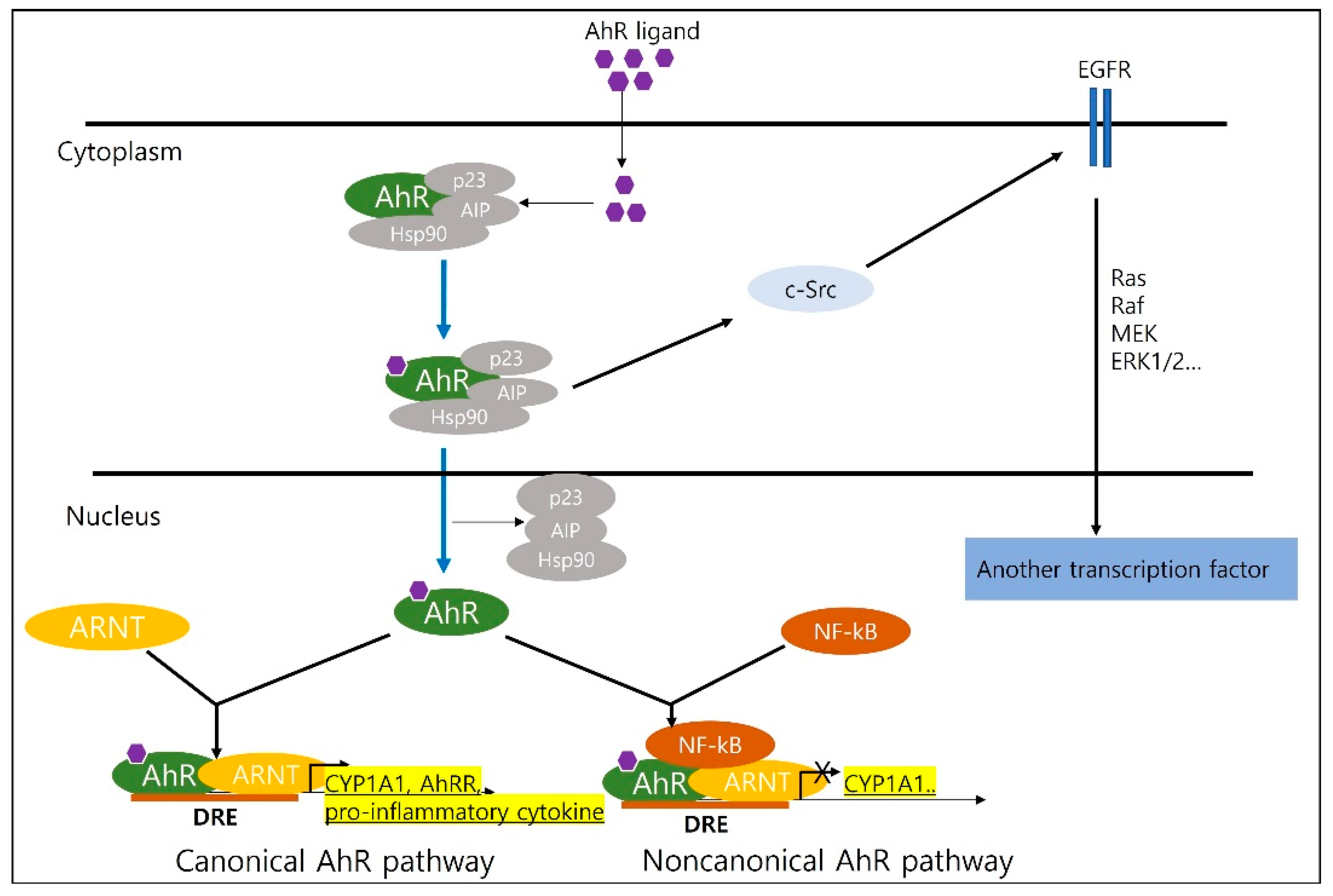 Biomedicines | free full-text | aryl hydrocarbon receptors: evidence of