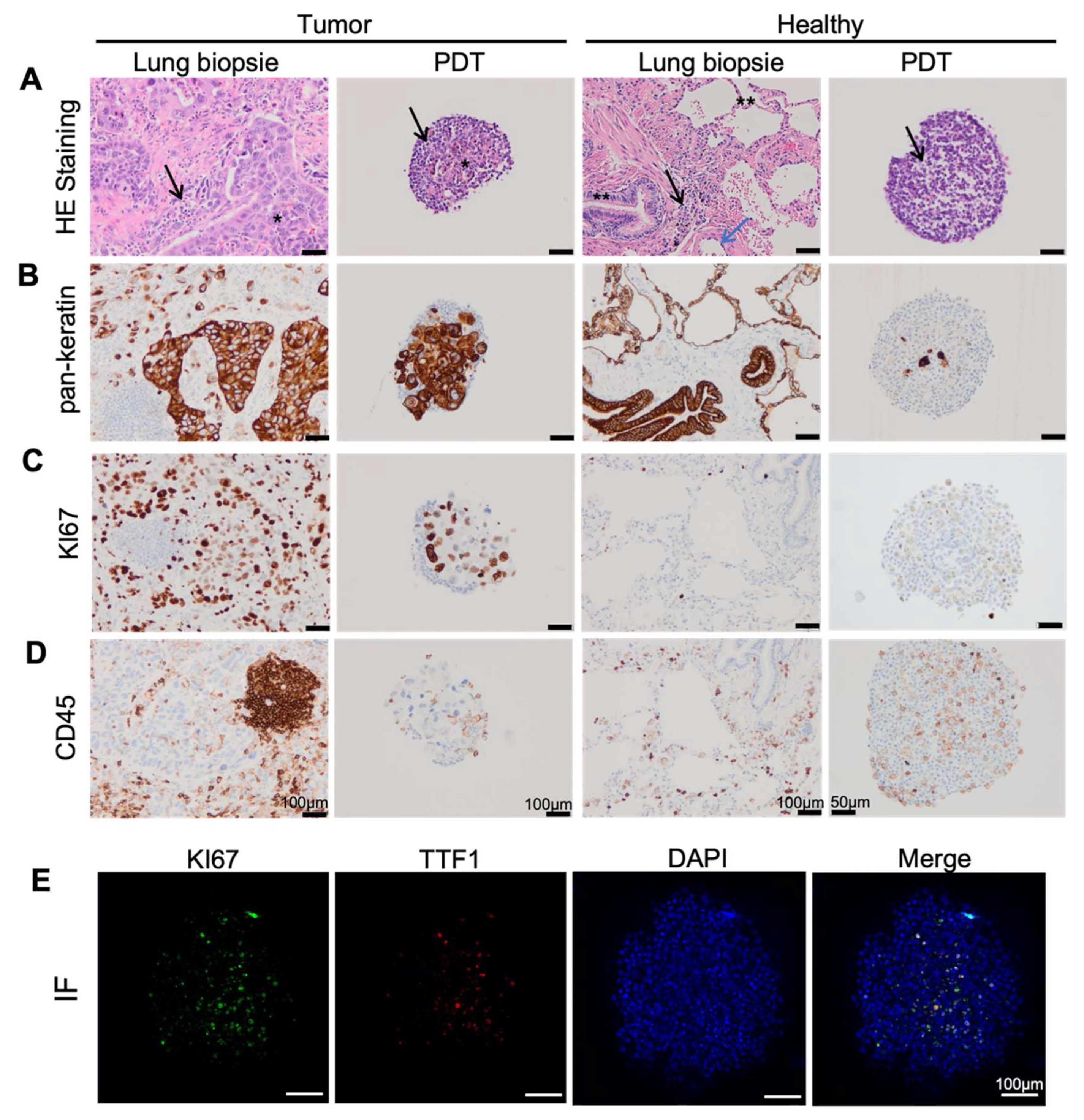 Biomedicines 10 01103 g002