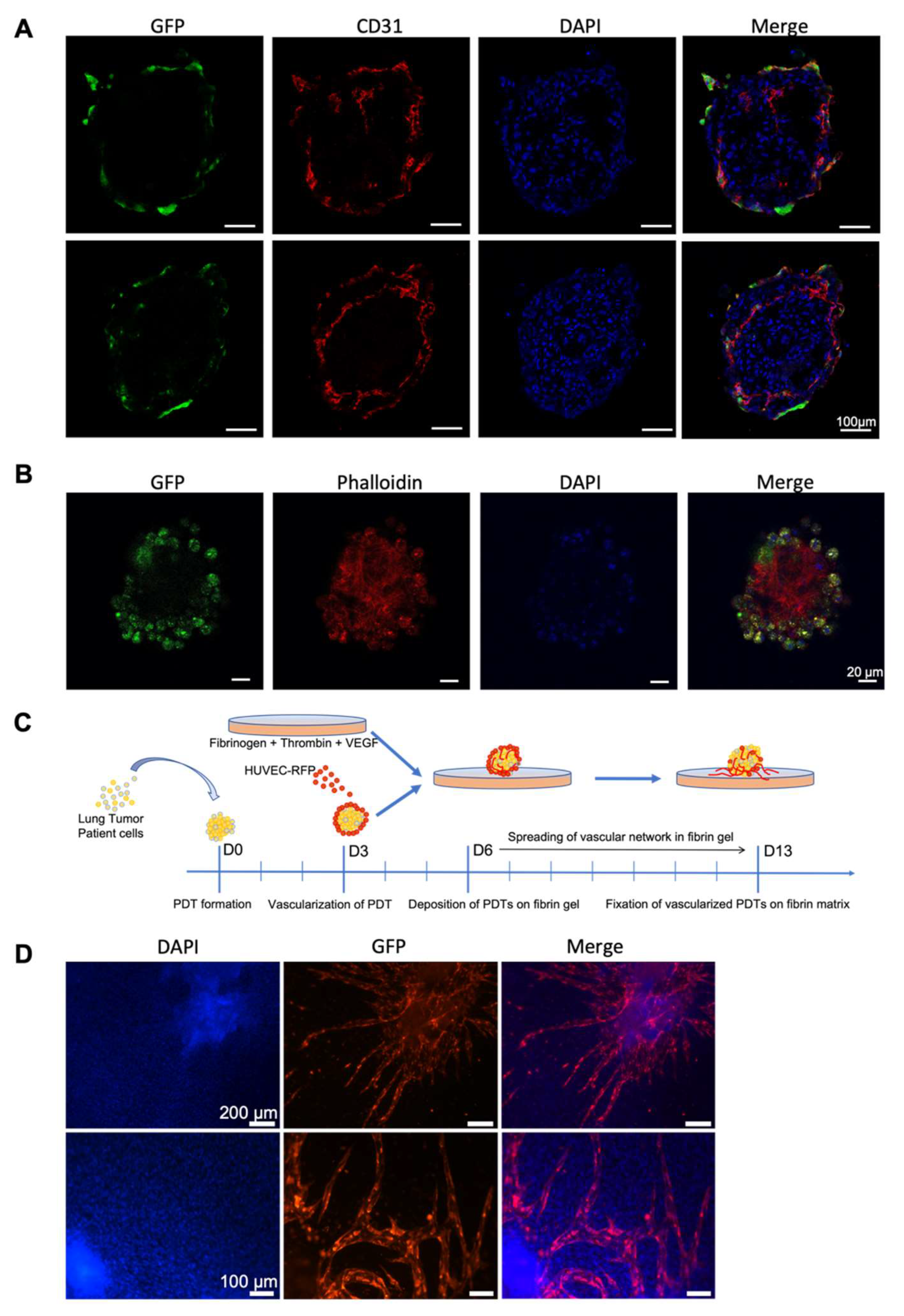 Biomedicines 10 01103 g004