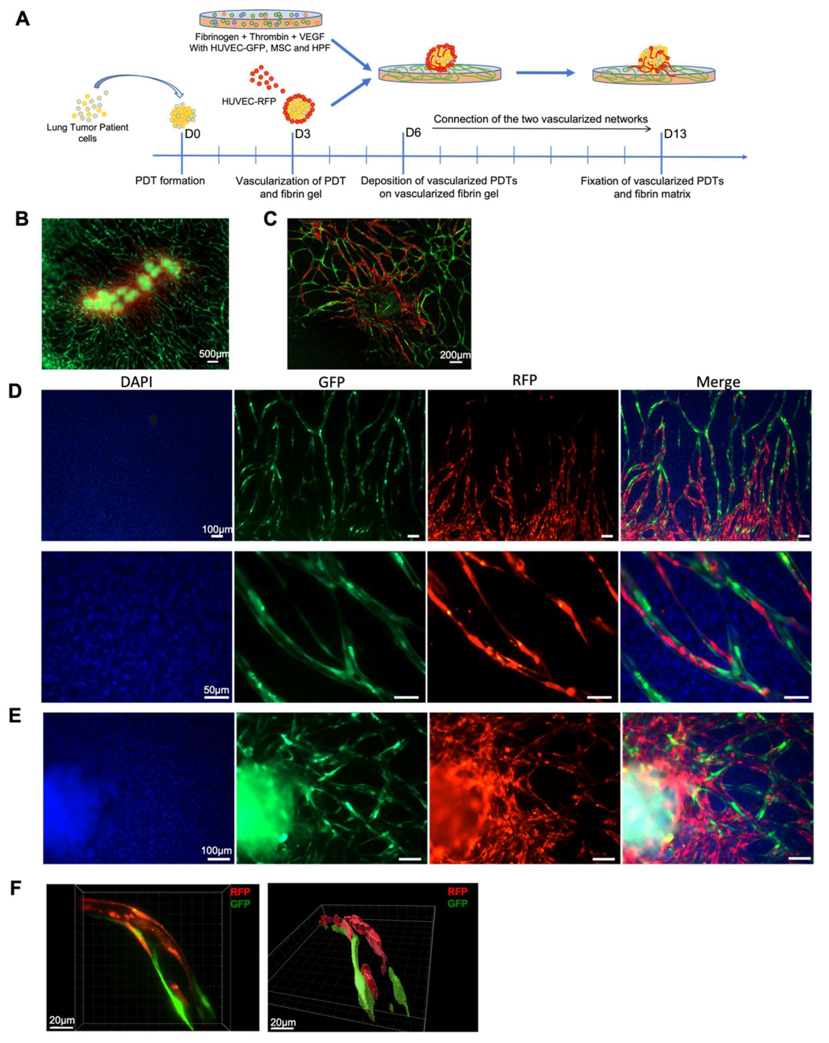 Biomedicines 10 01103 g005