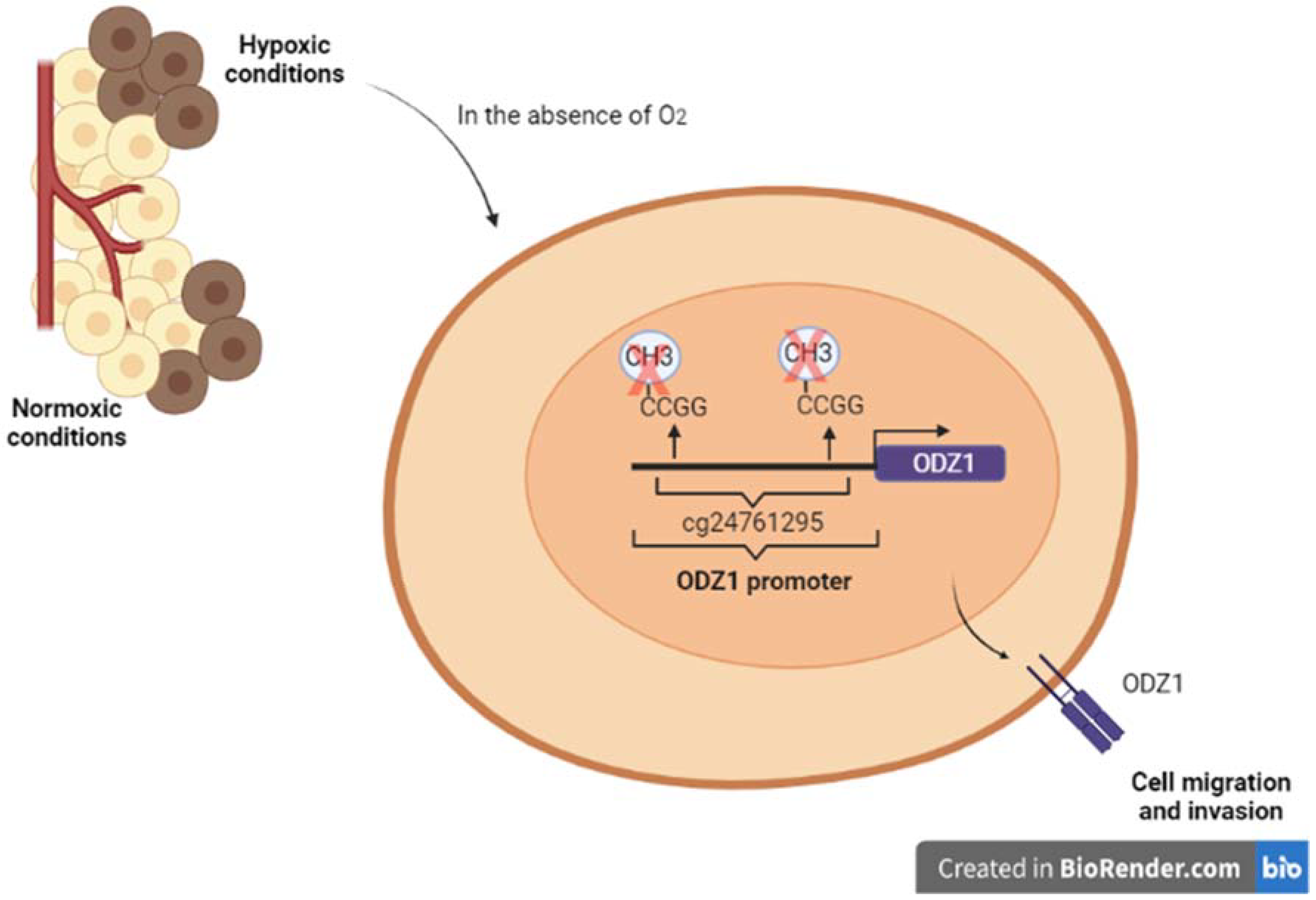 Biomedicines 10 01104 g003