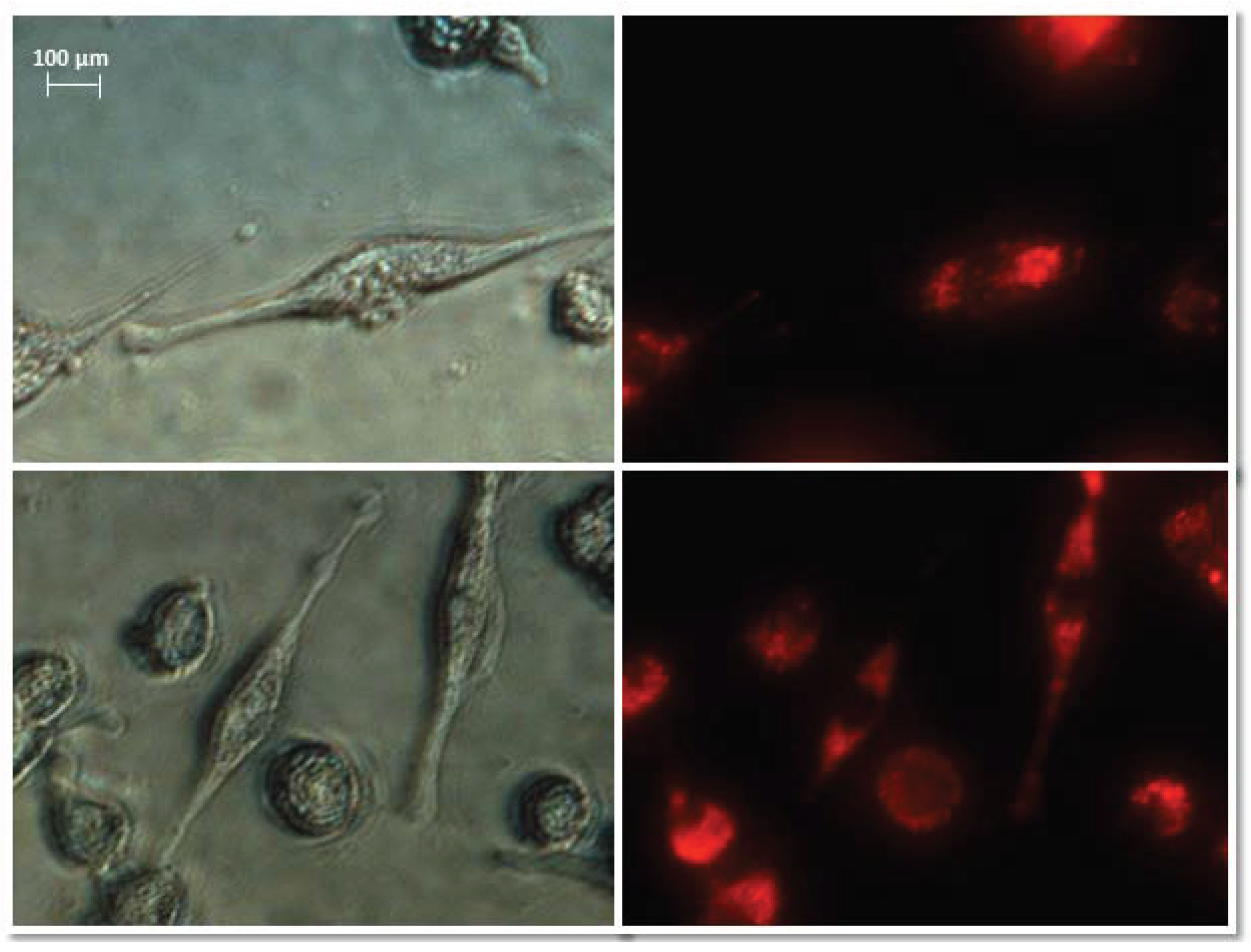 Biomedicines 10 01116 g006 550