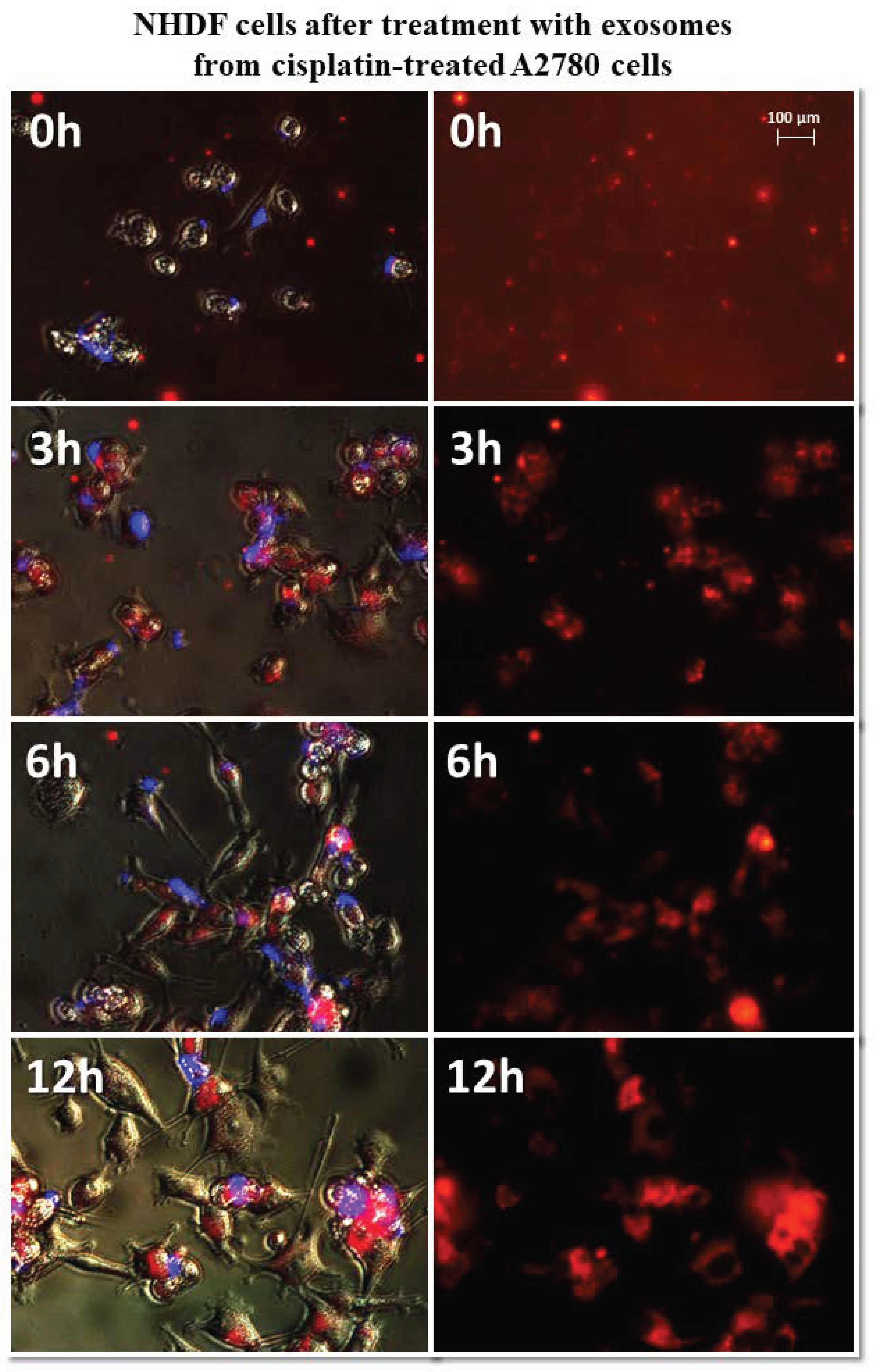 Biomedicines 10 01116 g008 550