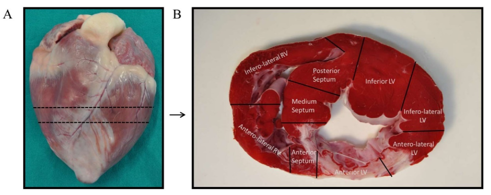 Biomedicines 10 01117 g006 Biomedicines 10 01117 g006