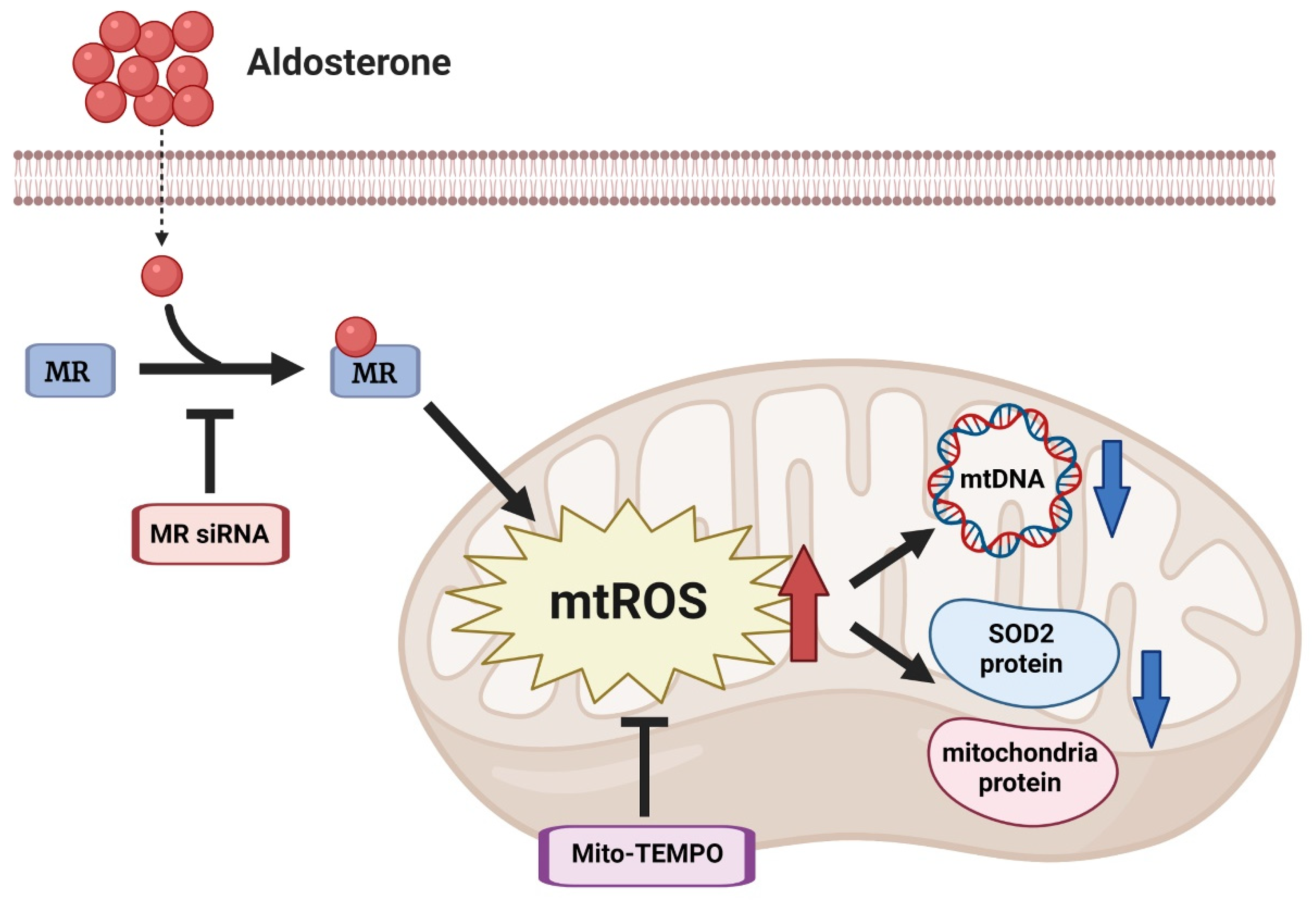 Biomedicines 10 01119 g006 550