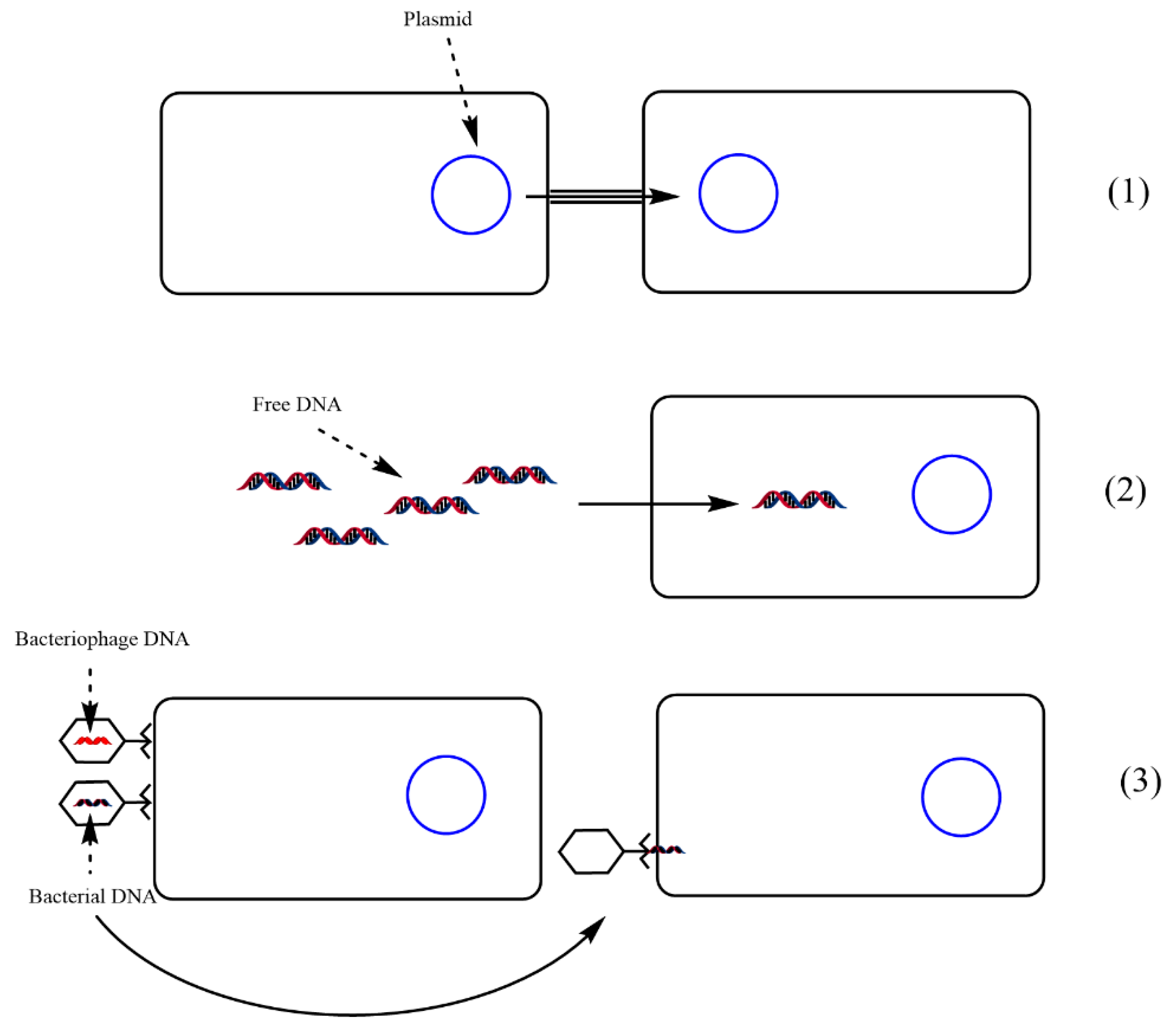 Biomedicines | Free Full-Text | Microbial Resistance to Antibiotics and Effective Antibiotherapy Biomedicines | Free Full-Text | Microbial Resistance to Antibiotics and Effective Antibiotherapy
