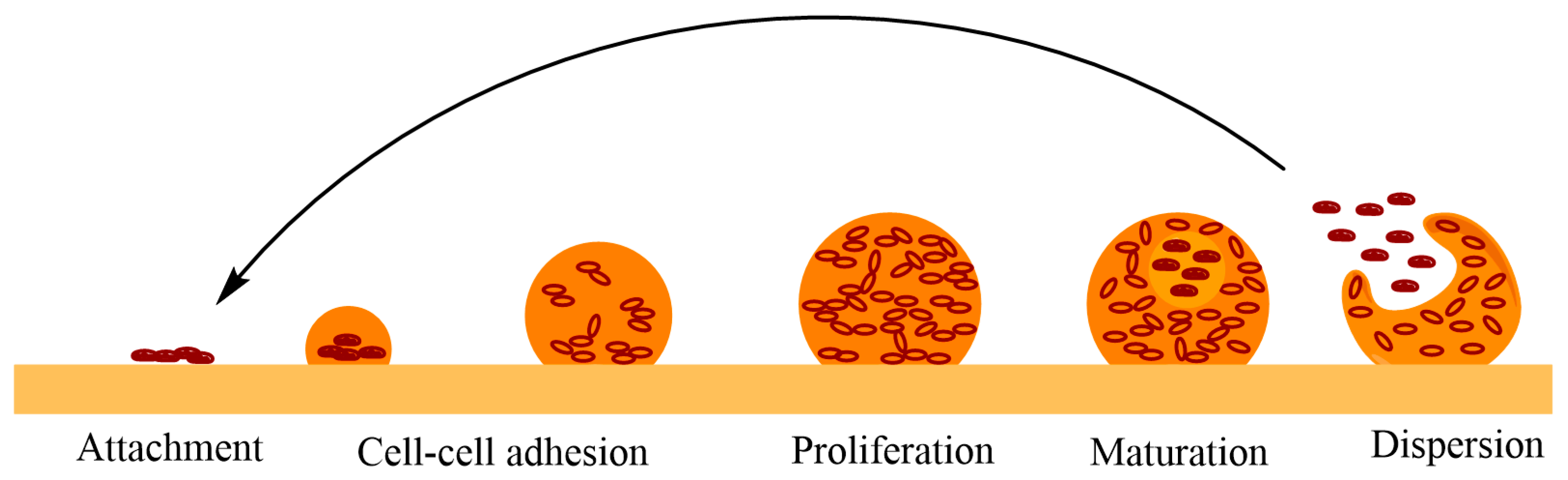 Biomedicines 10 01121 g006 Biomedicines 10 01121 g006