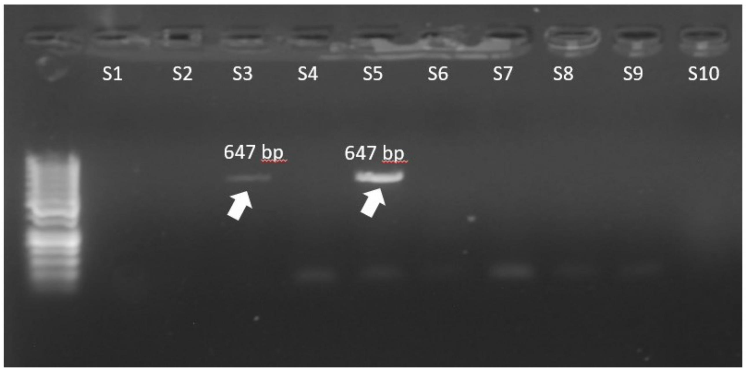 Biomedicines 10 01122 g002