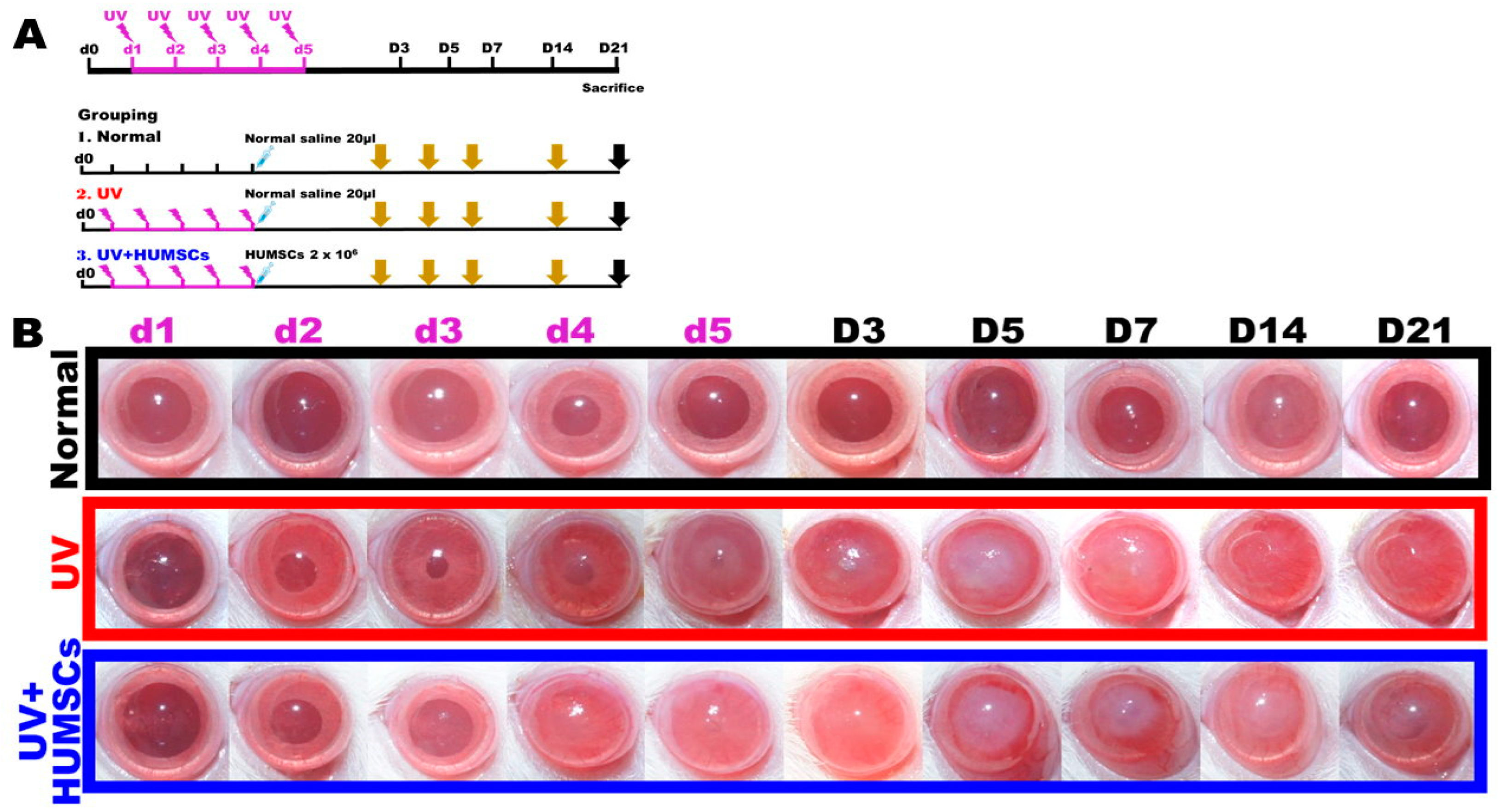 Biomedicines 10 01125 g001