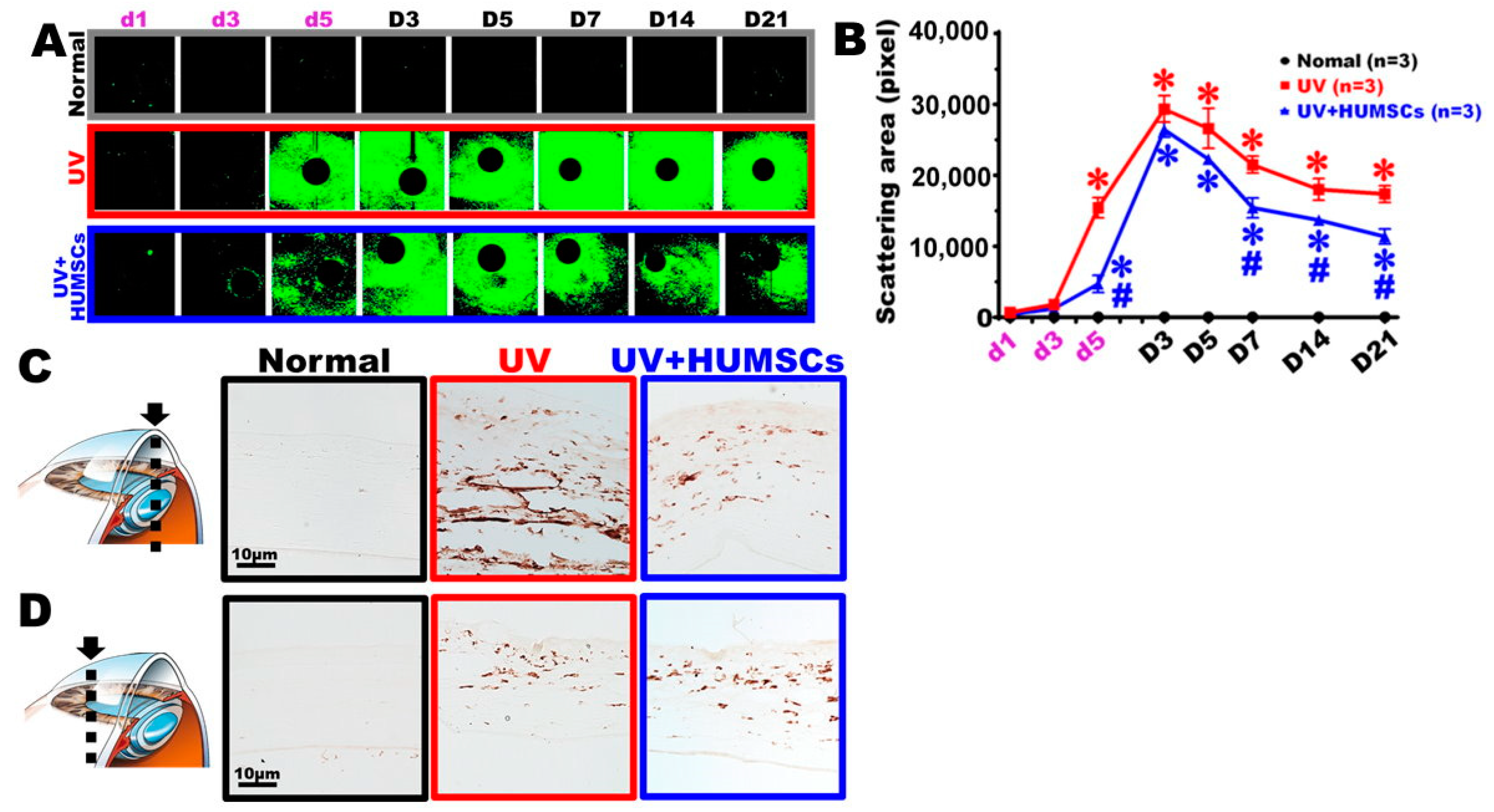 Biomedicines 10 01125 g005