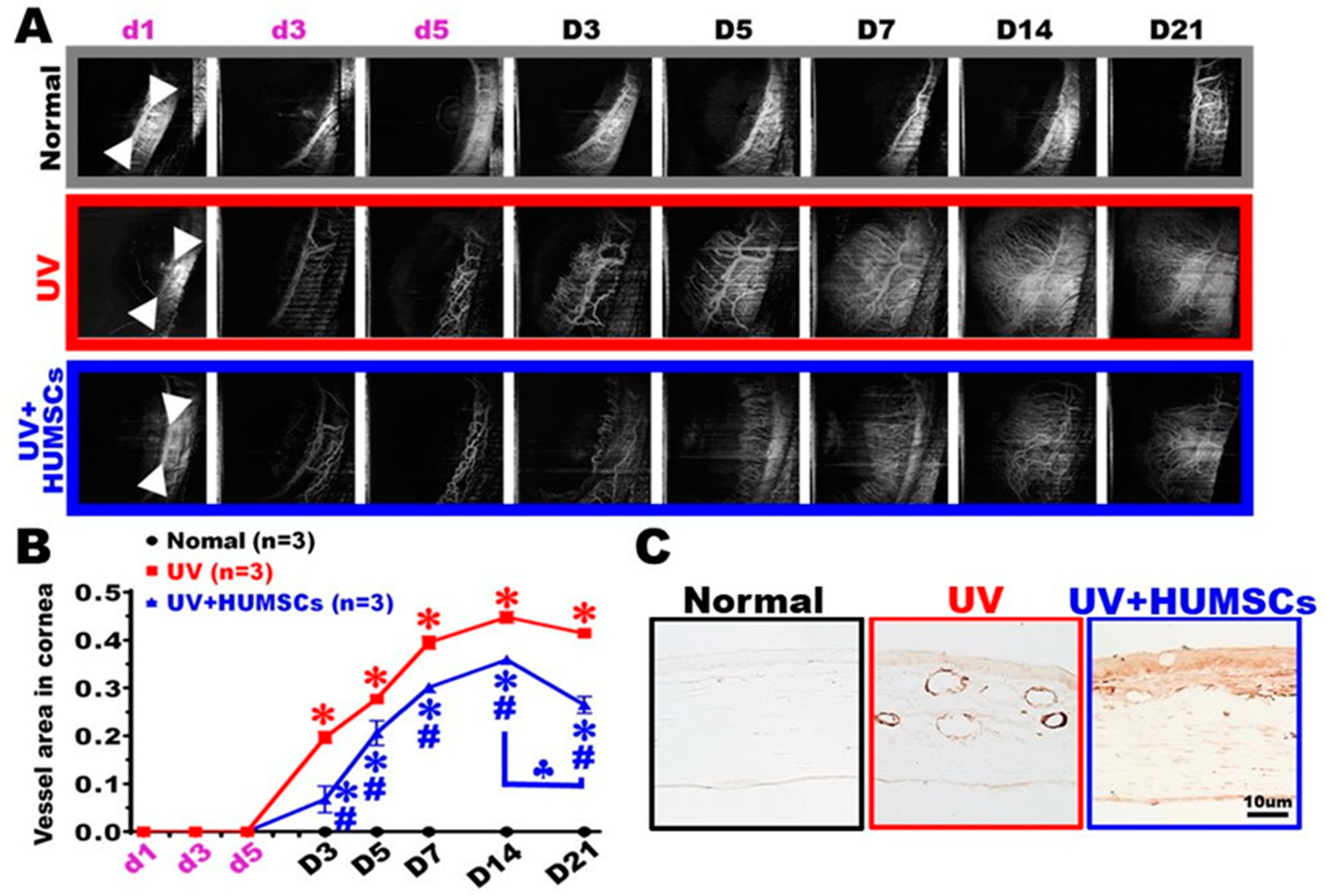 Biomedicines 10 01125 g006