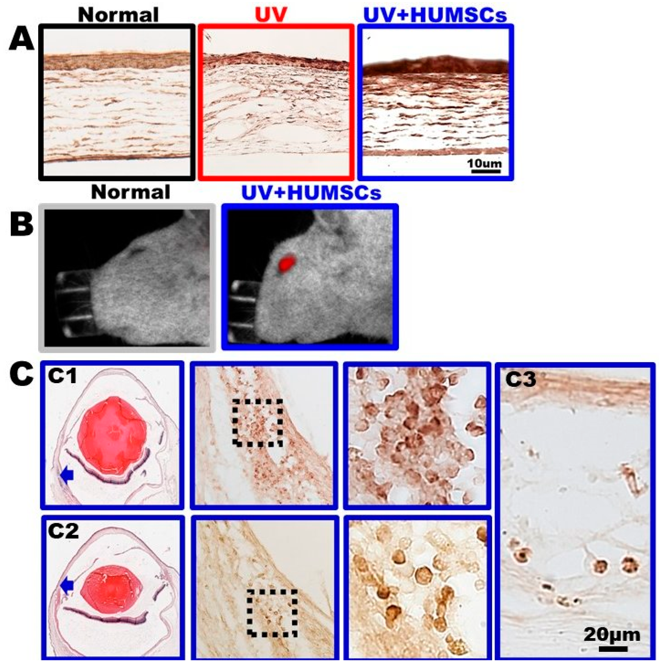 Biomedicines 10 01125 g007