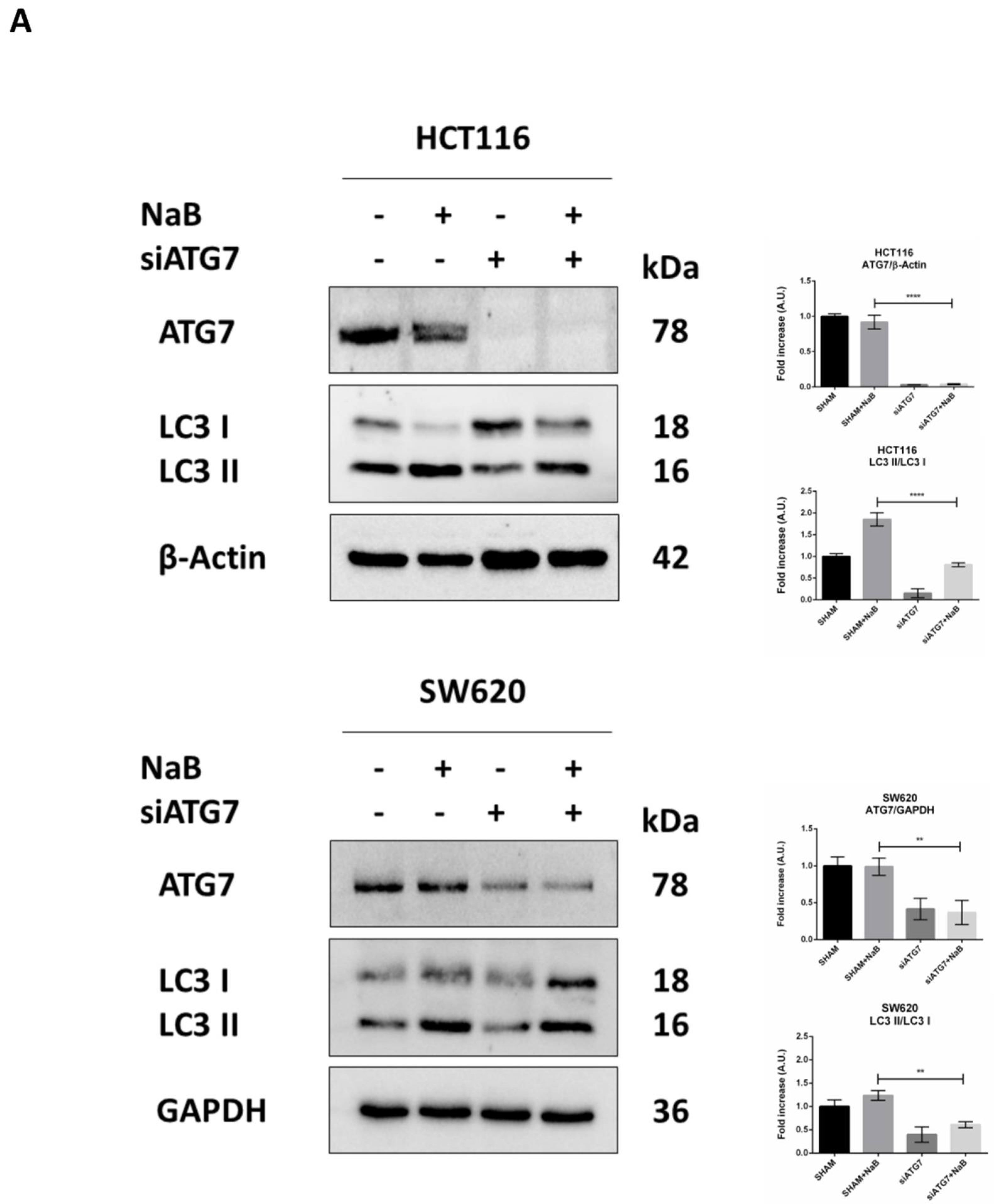 Biomedicines 10 01131 g008a