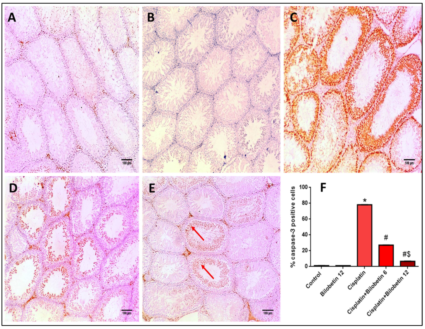 Biomedicines 10 01134 g005 550