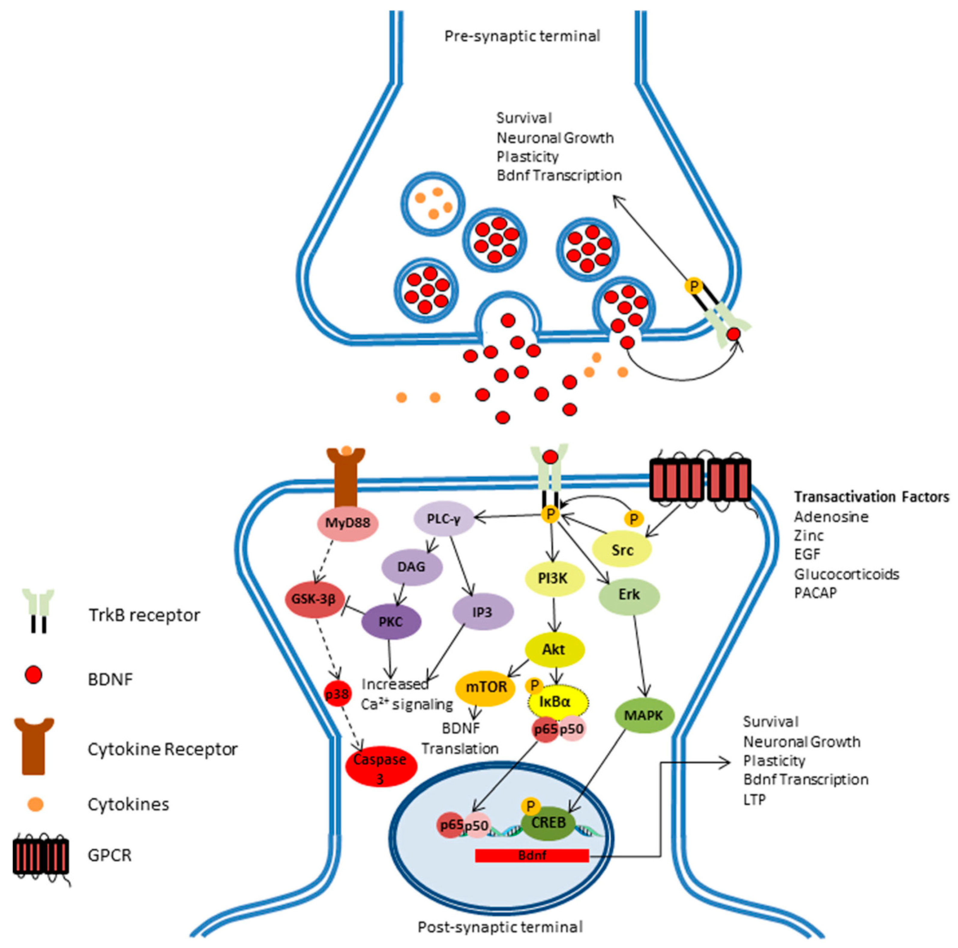 Neuro LIFE Institute - Did you know that Brain Derived Neurotrophic Factors  (BDNP) are proteins that help with the development (differentiation) and  protection of brain cells in many cases? Linker R, Gold