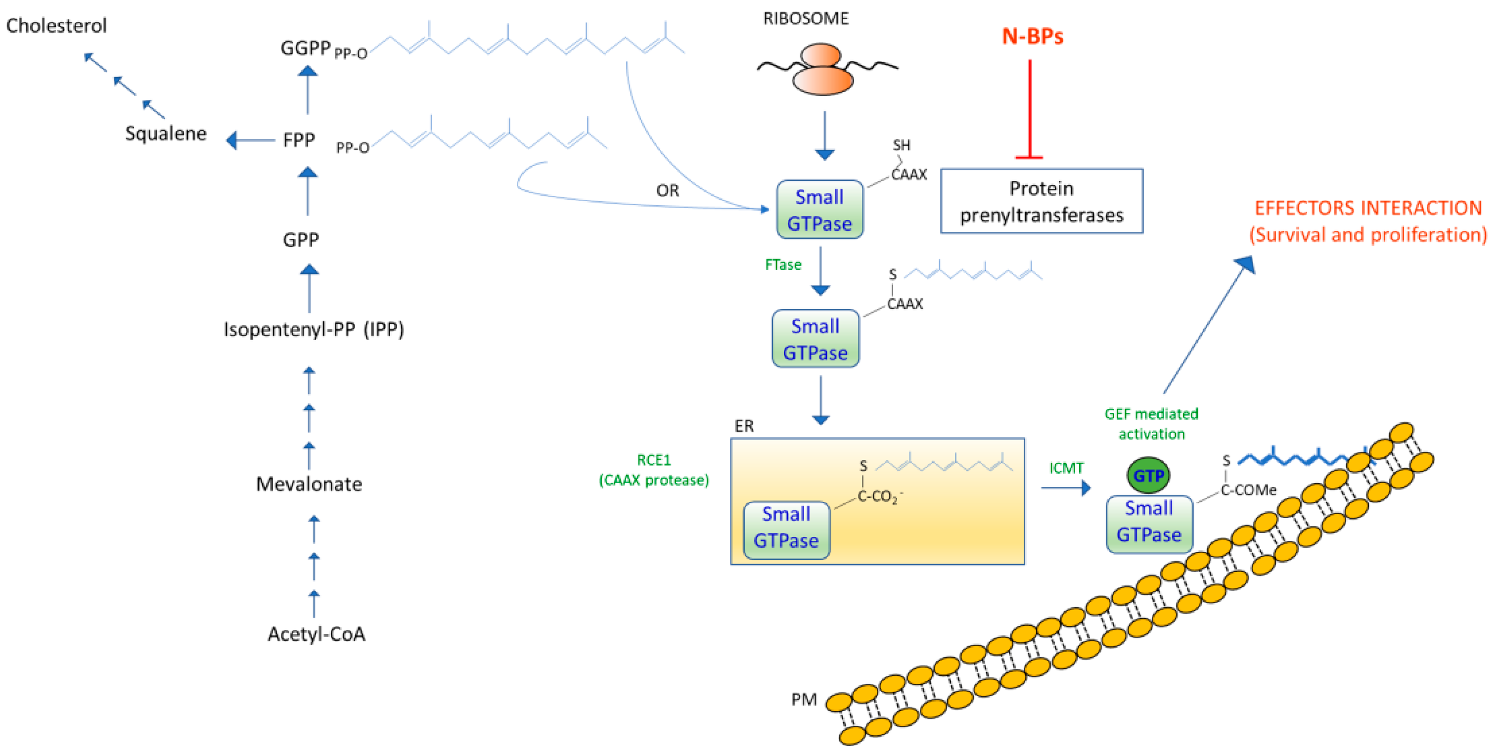 Biomedicines 10 01146 g003 Biomedicines 10 01146 g003