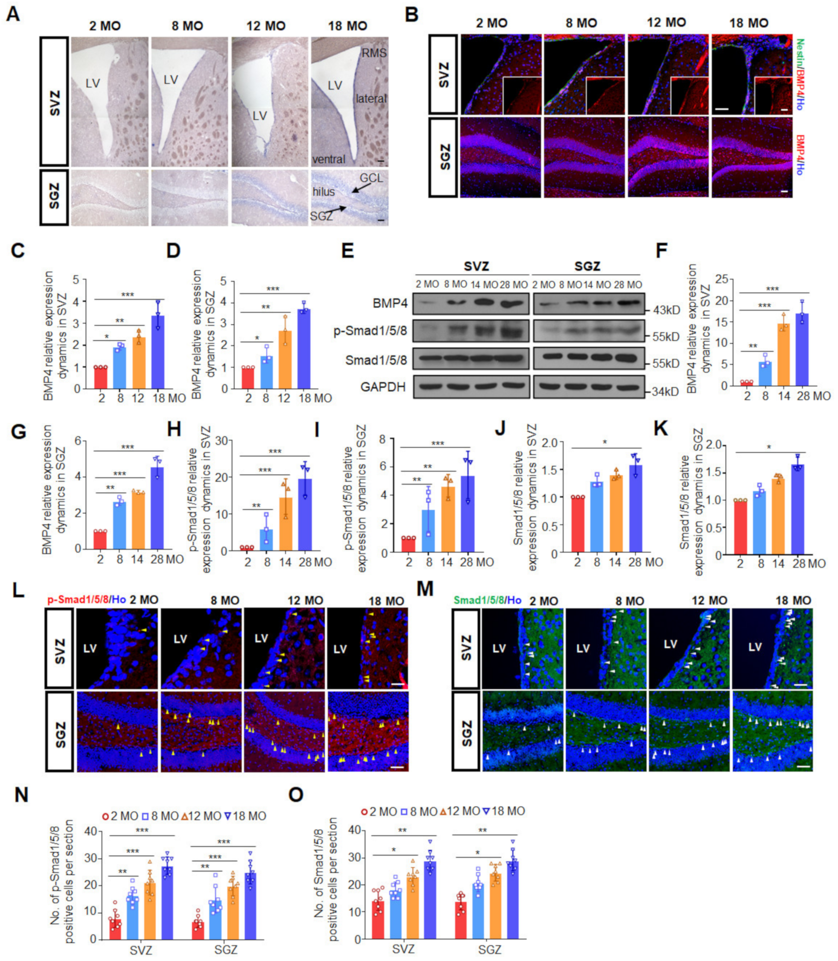 Biomedicines 10 01147 g001