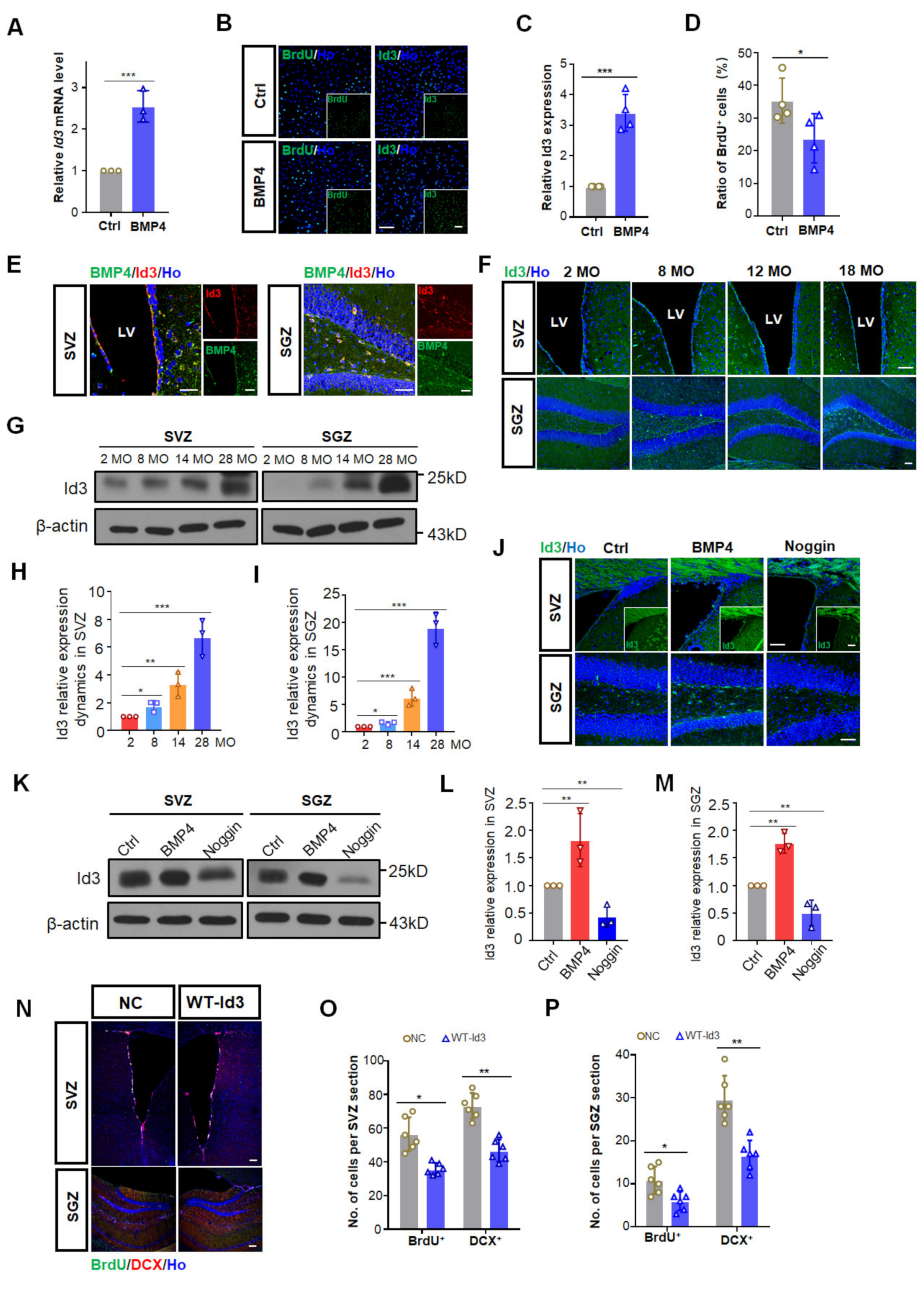 Biomedicines 10 01147 g003