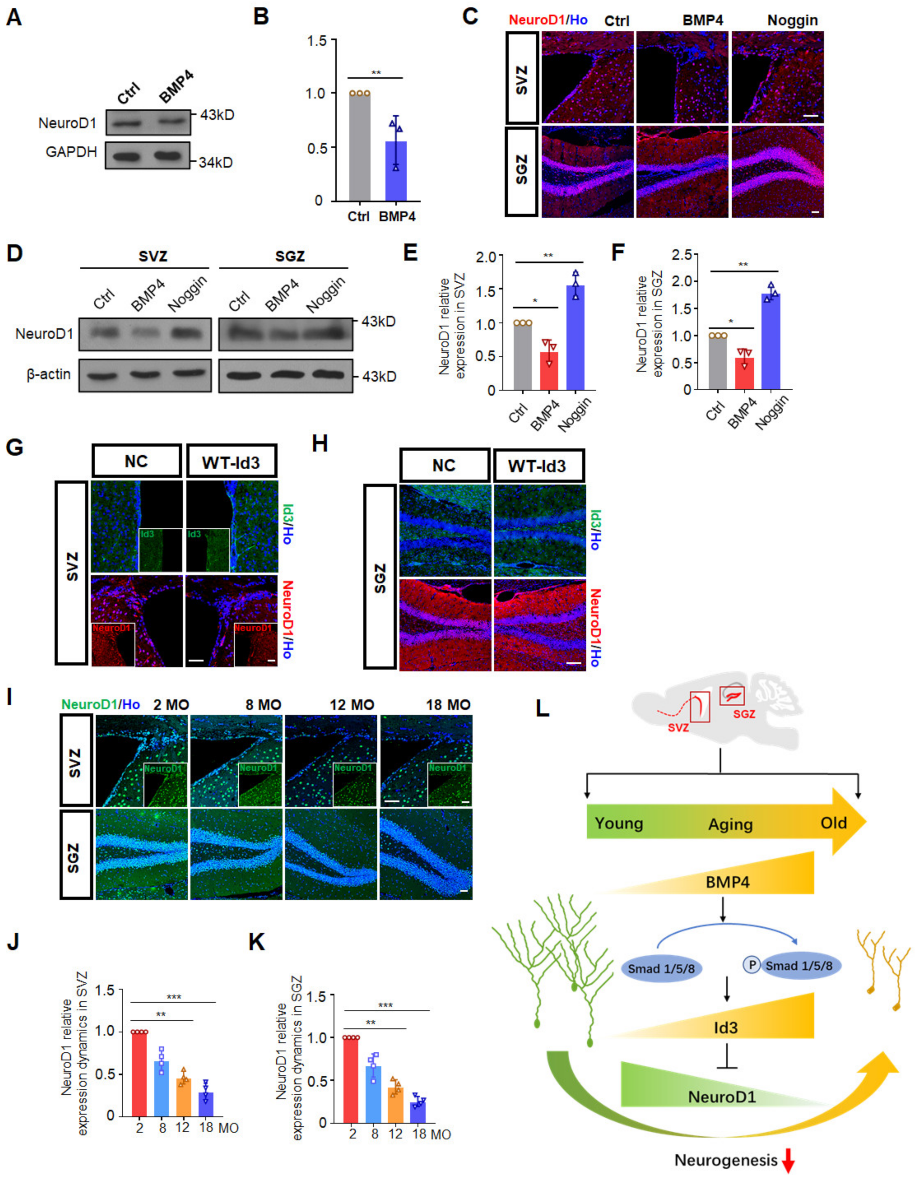 Biomedicines 10 01147 g004