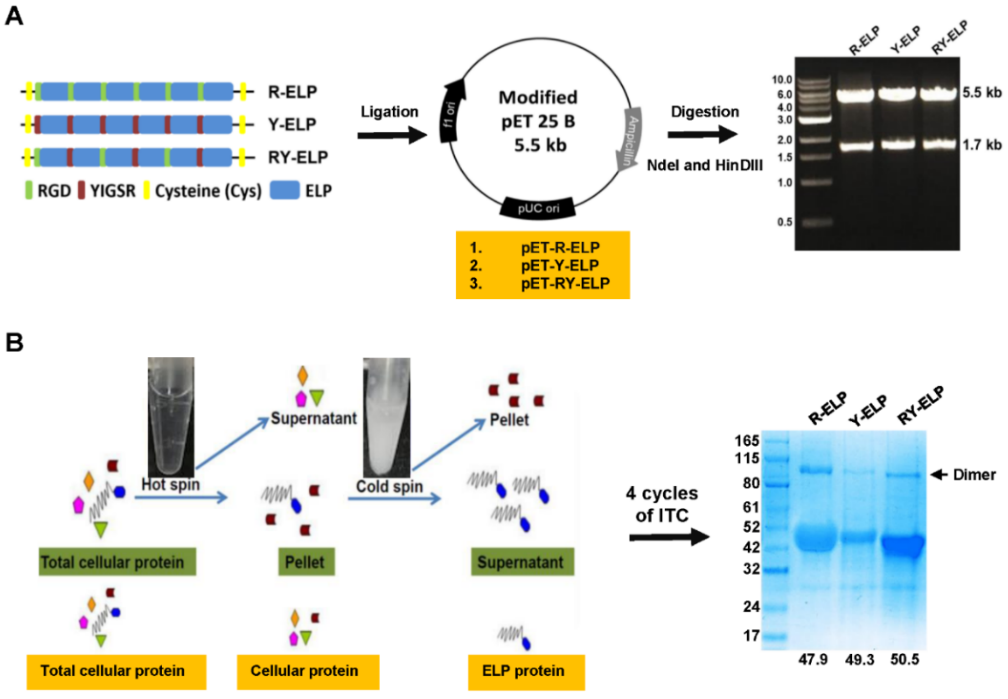 Biomedicines 10 01151 g001