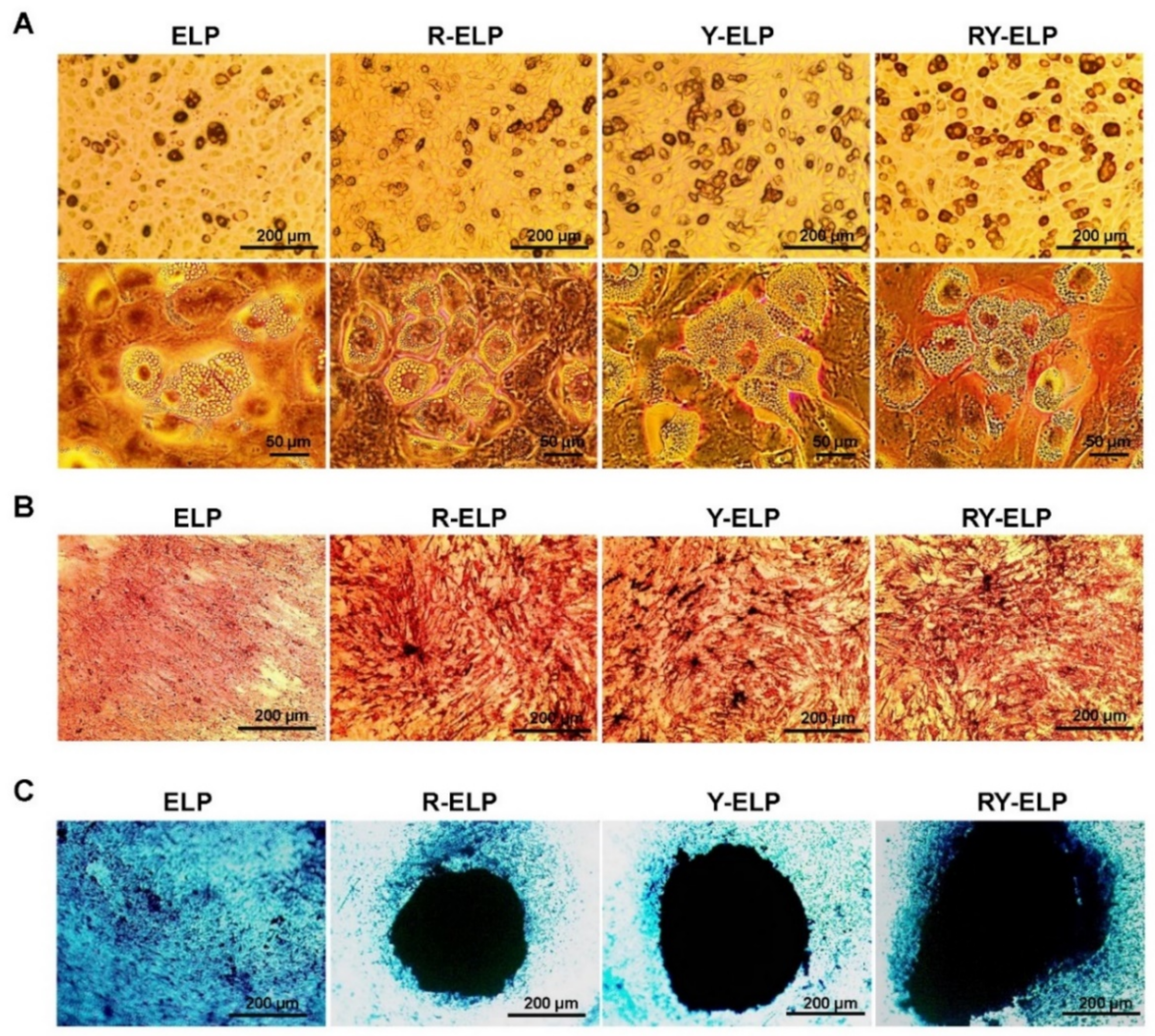Biomedicines 10 01151 g009