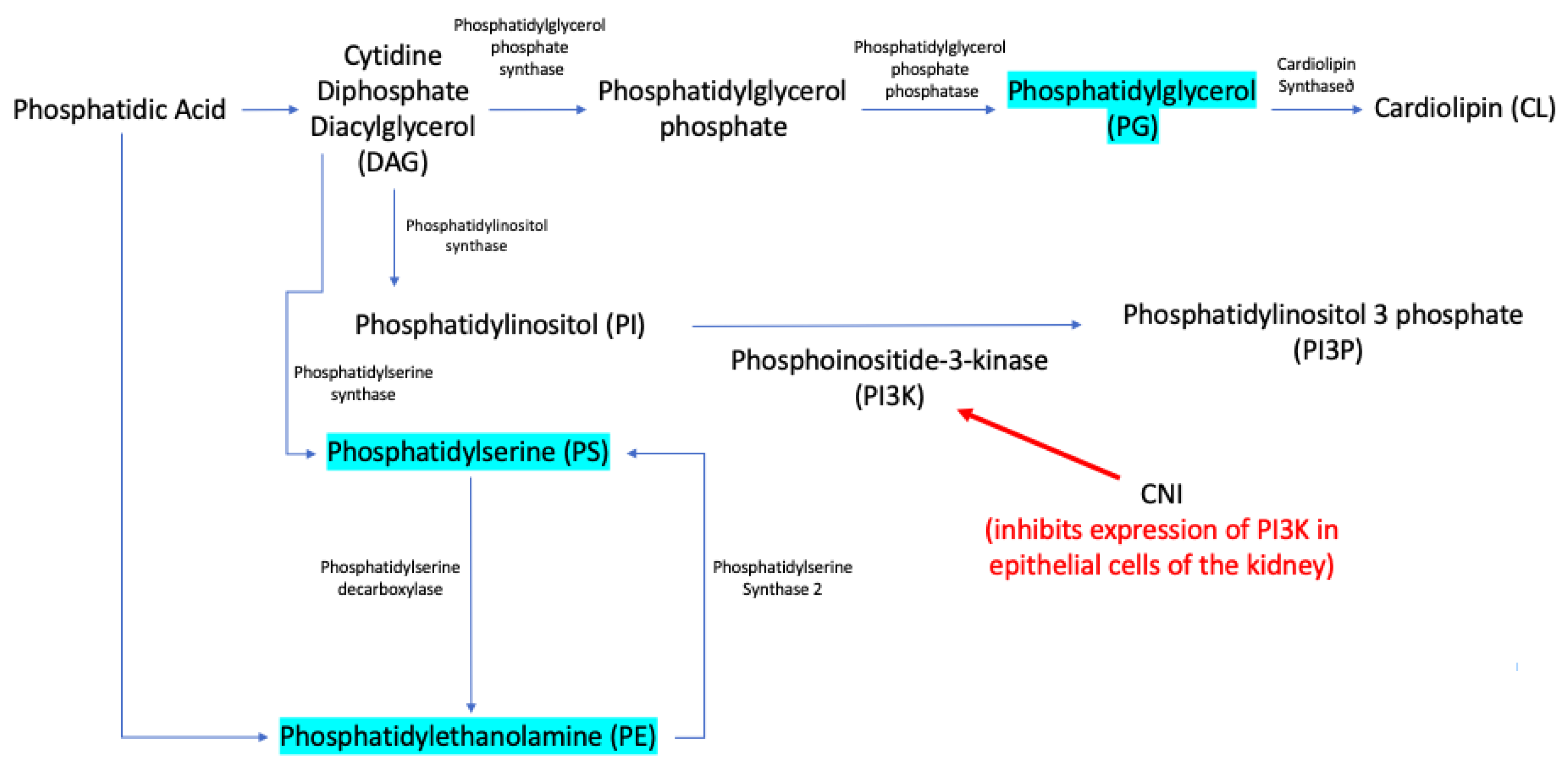 Biomedicines 10 01157 g005 550