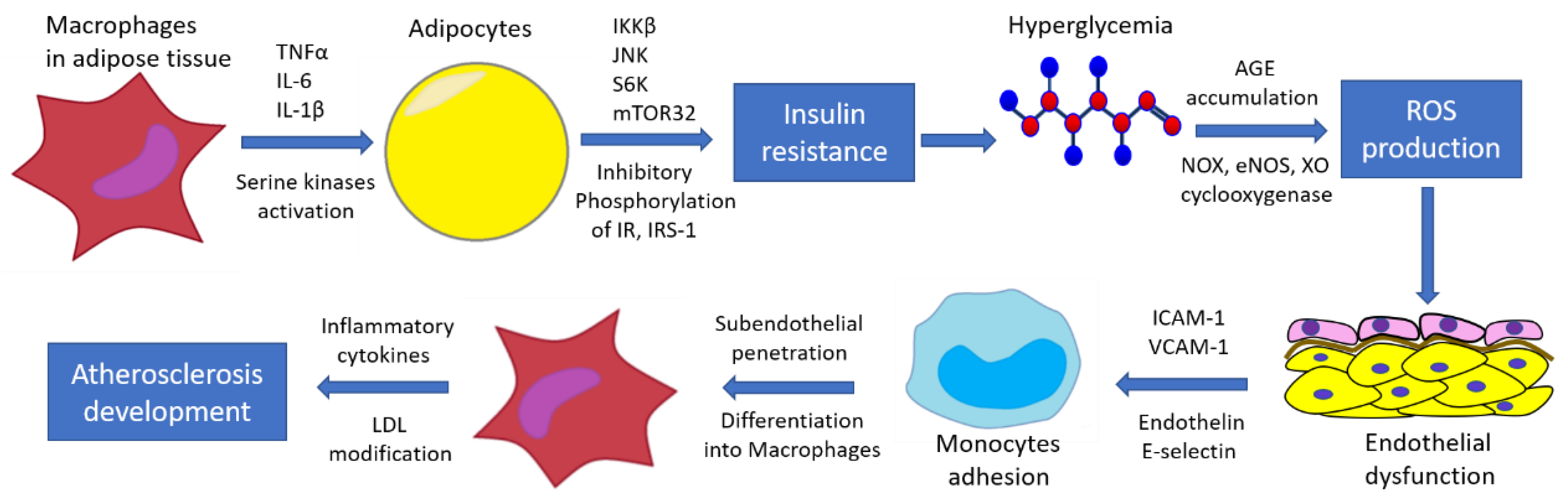 Biomedicines 10 01168 g002