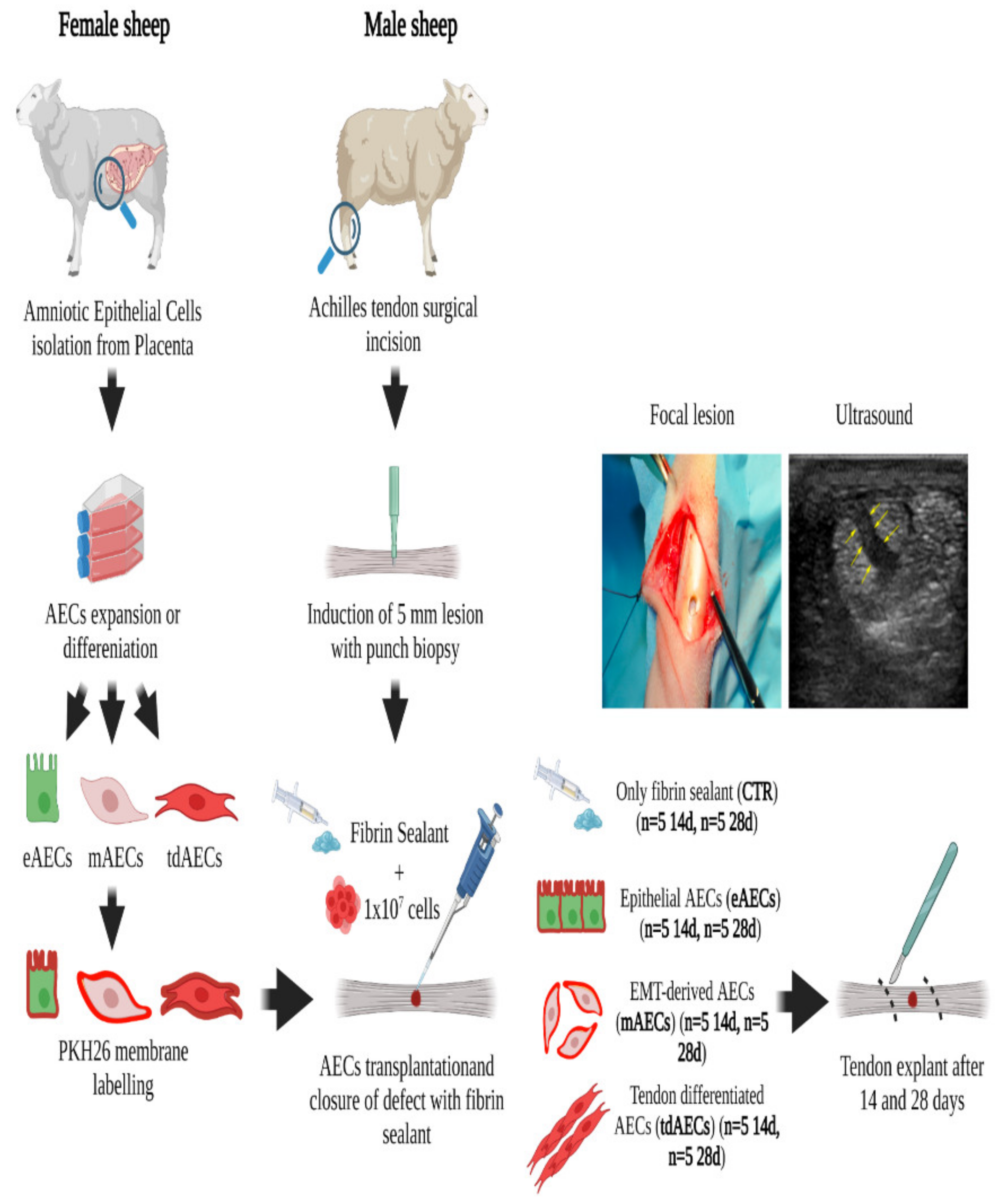 Biomedicines 10 01177 g001 Biomedicines 10 01177 g001