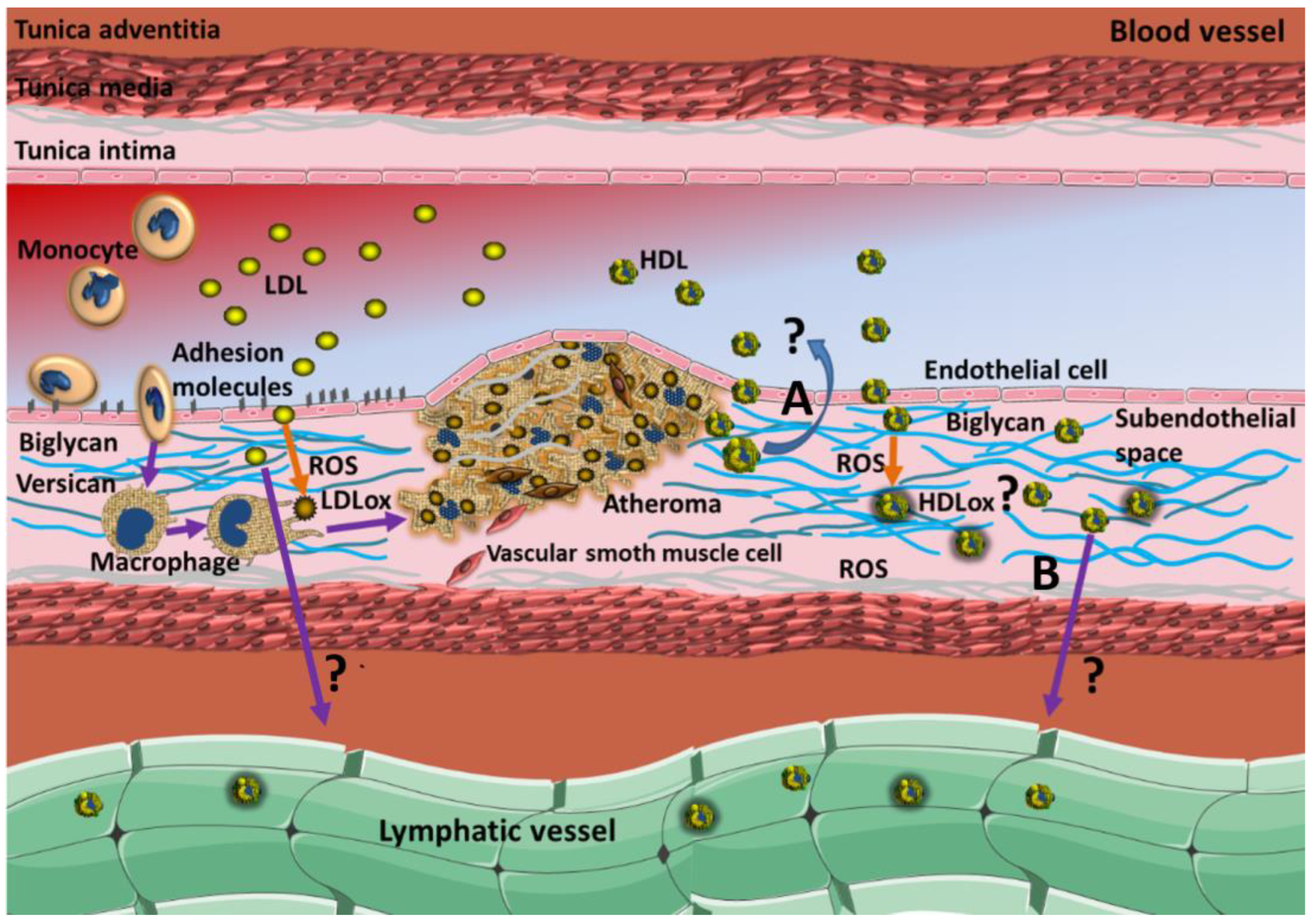 Biomedicines 10 01180 g001