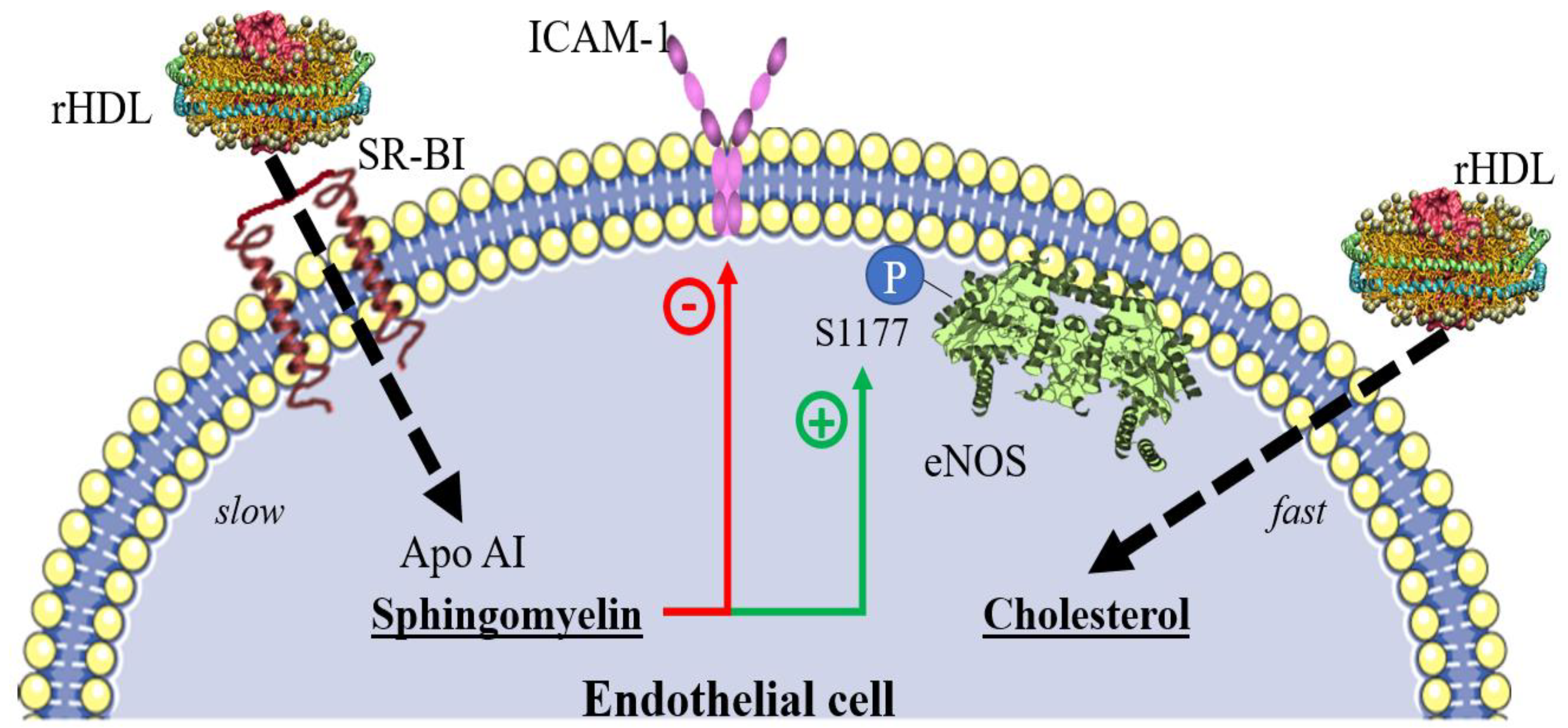 Biomedicines 10 01180 g002