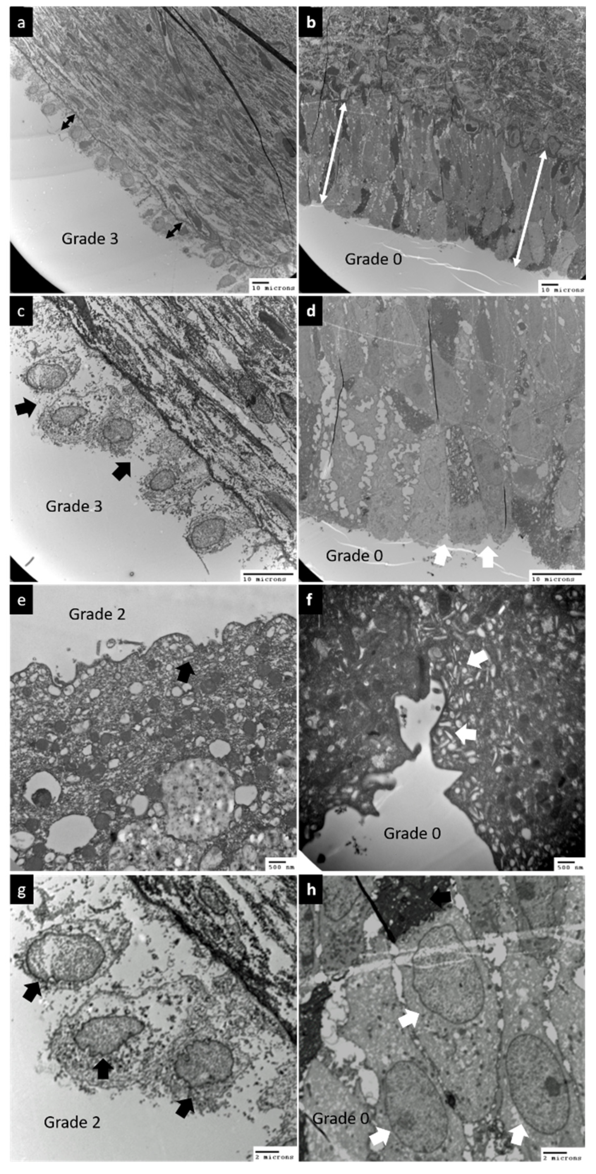 Biomedicines 10 01182 g001 550