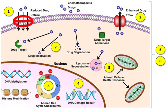 レイ Nanoparticles Loaded with Docetaxel and Resveratrol as an