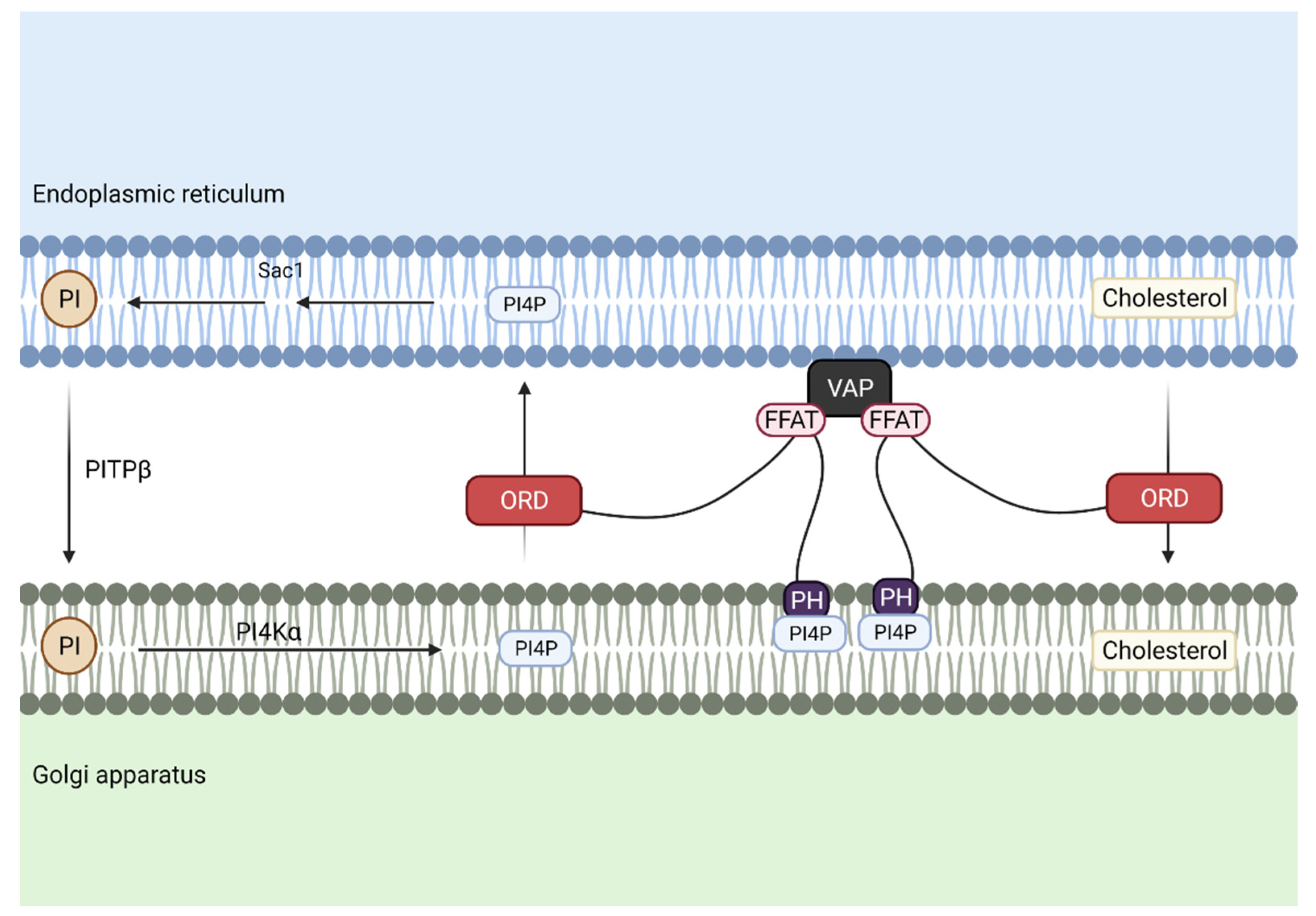 Biomedicines 10 01201 g005
