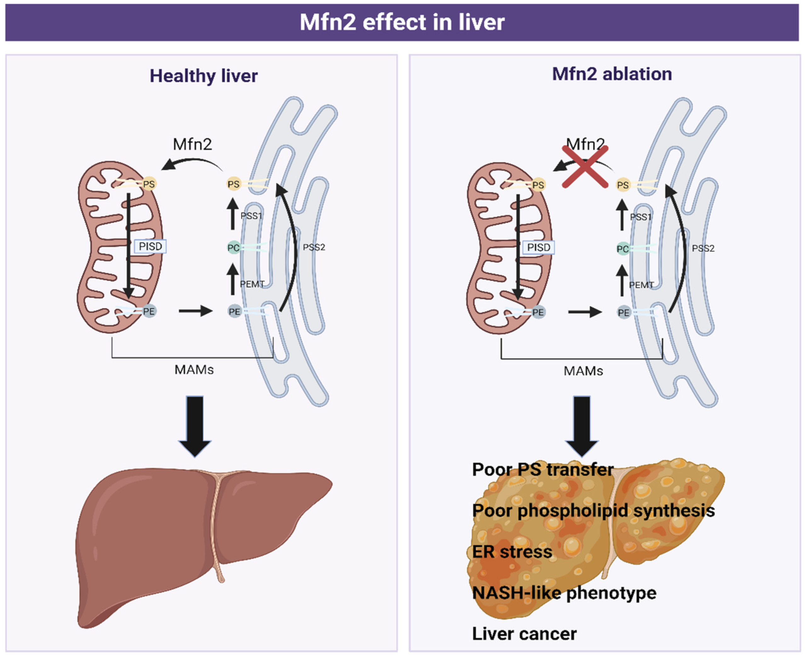 Biomedicines 10 01201 g006