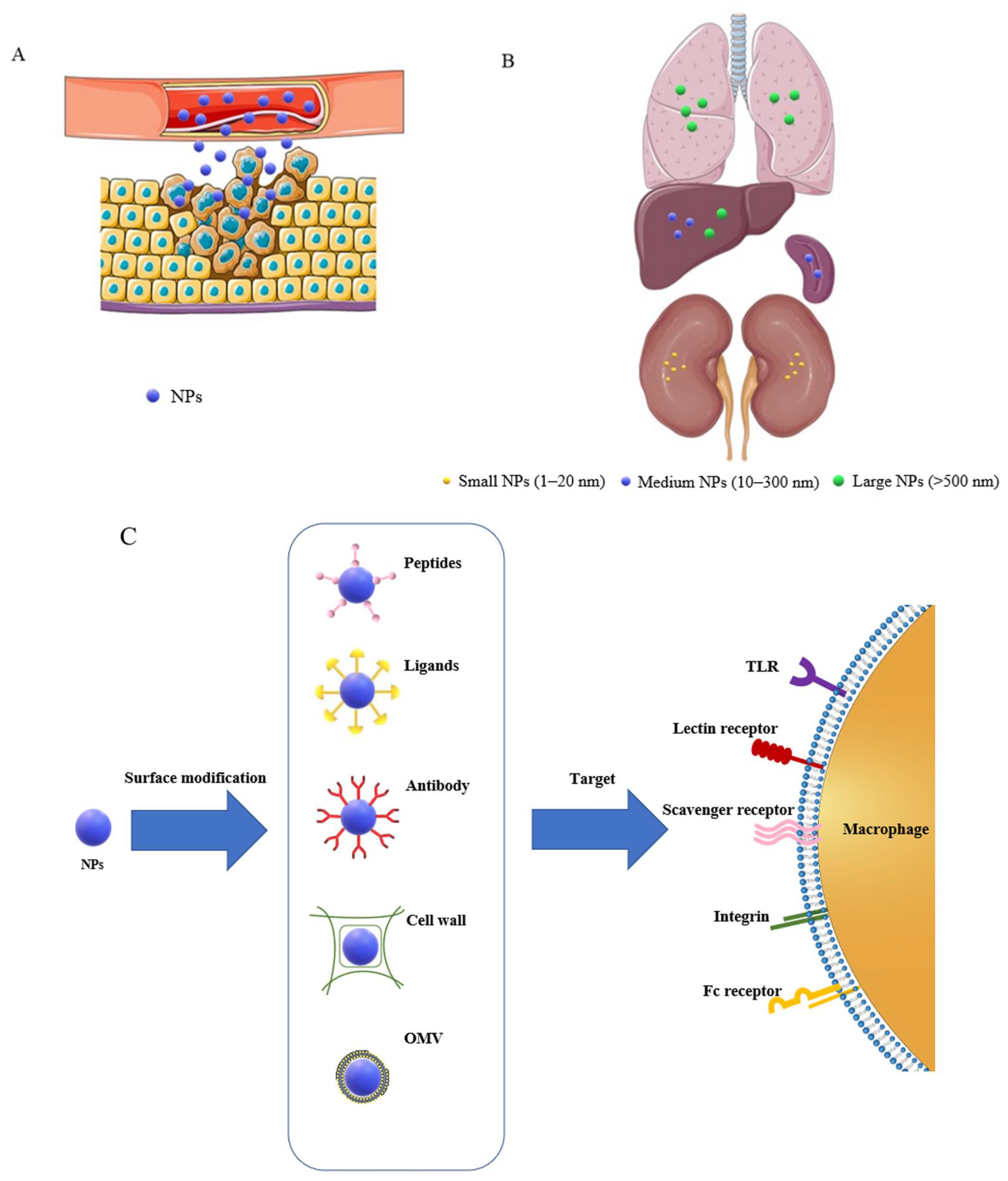 Biomedicines 10 01203 g002 Biomedicines 10 01203 g002