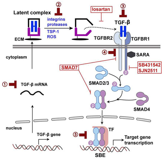 Biomedicines Free FullText TGFβ as a Key Modulator of Astrocyte
