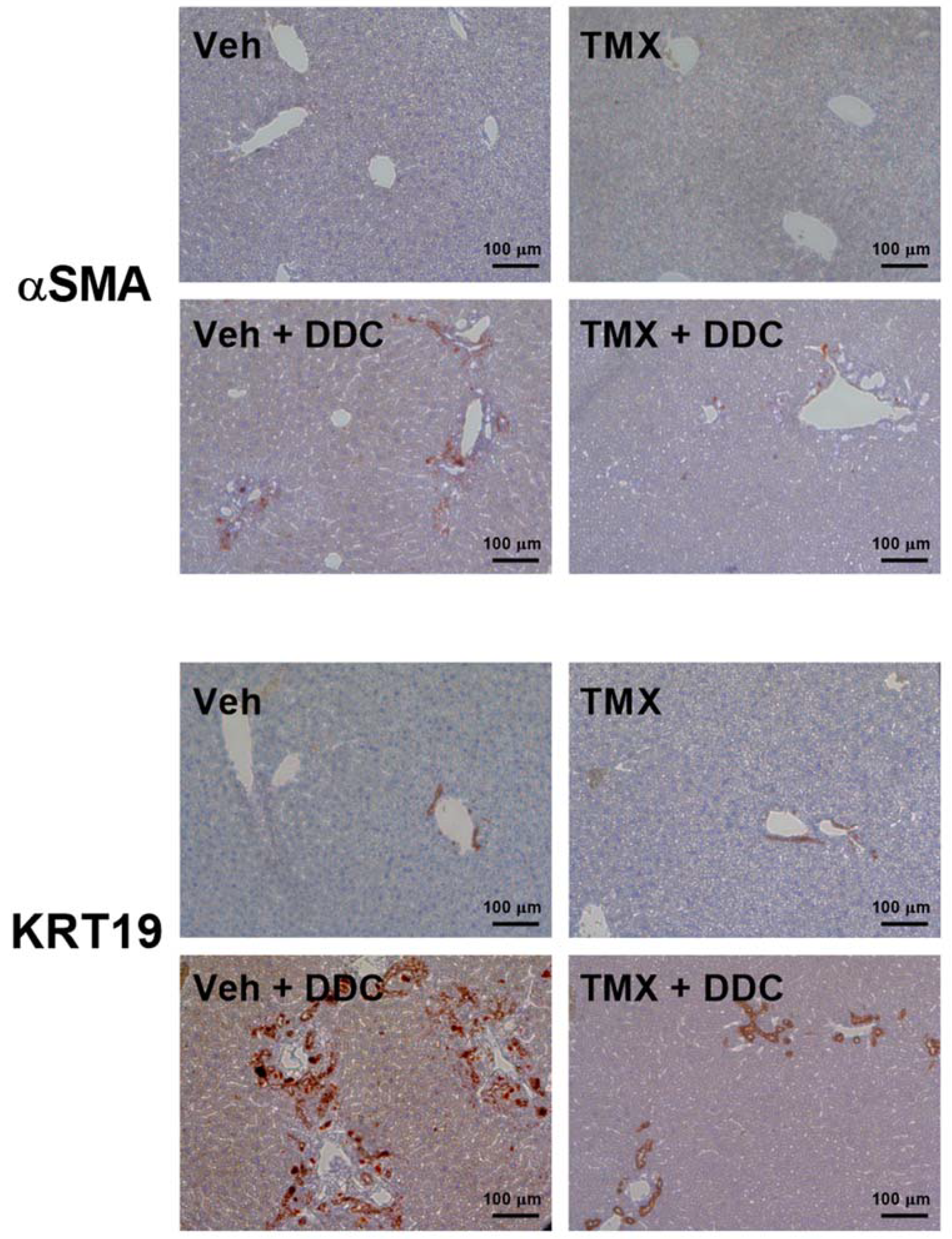 Biomedicines 10 01209 g003 550