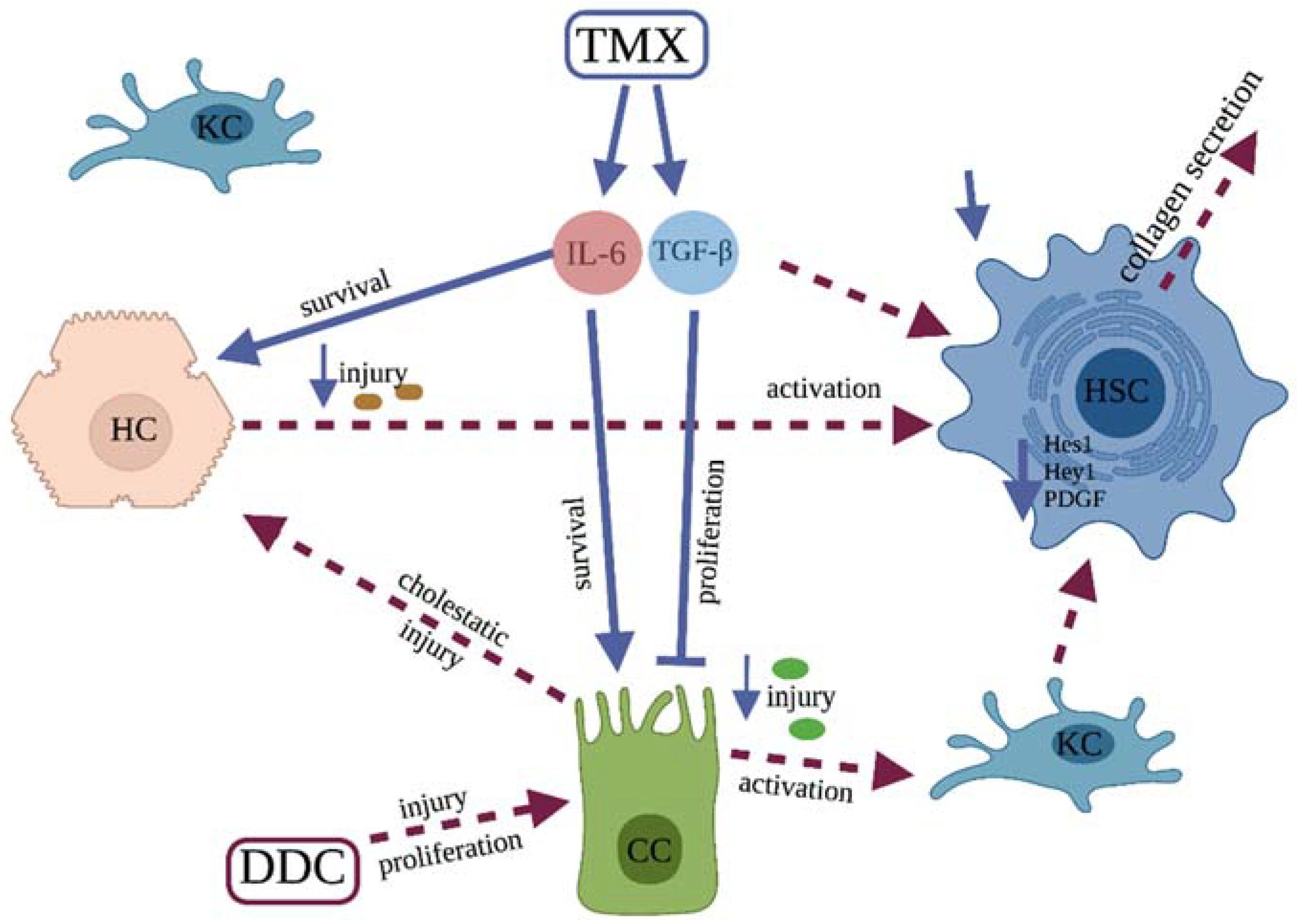 Biomedicines 10 01209 g005 550