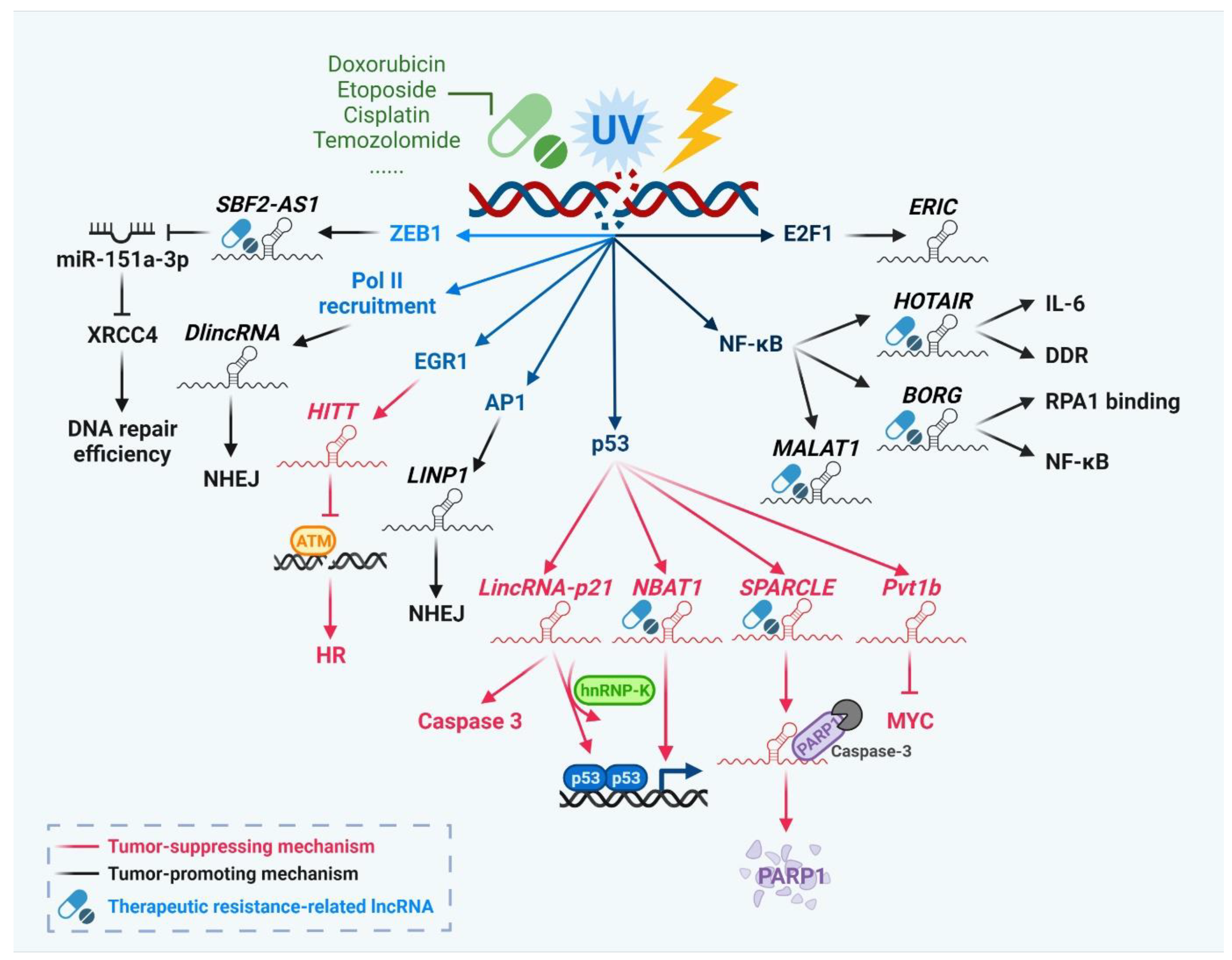 Biomedicines 10 01212 g001 550