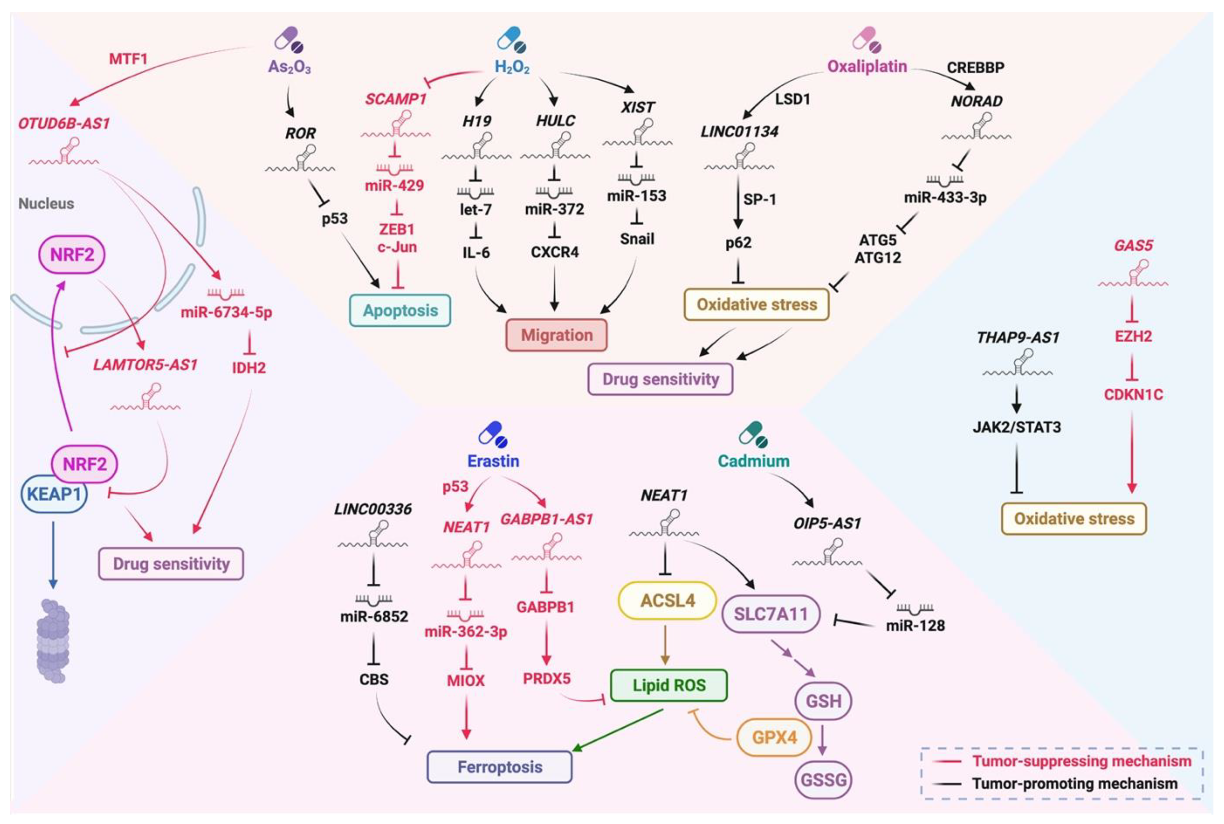 Biomedicines 10 01212 g003 550