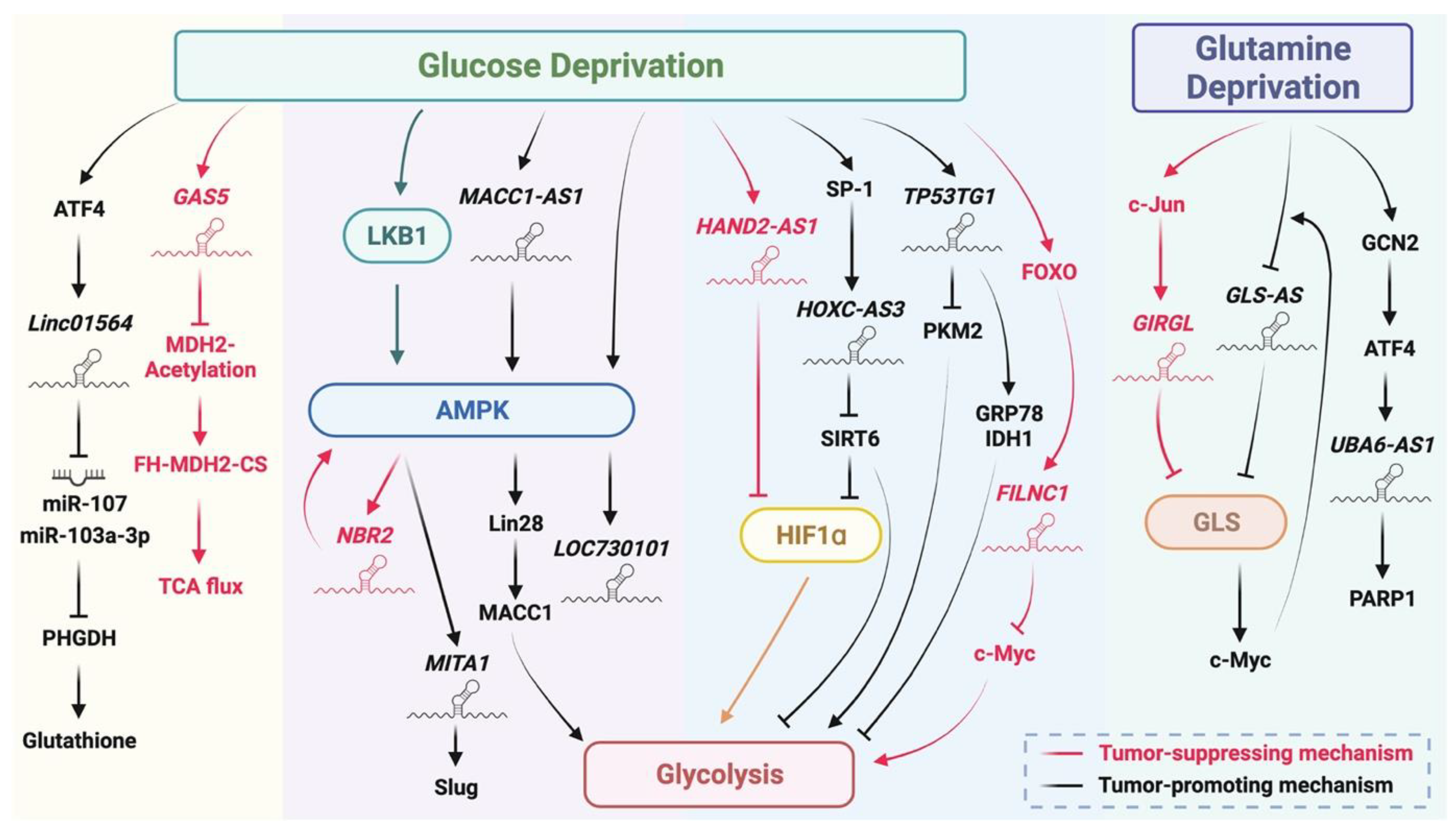 Biomedicines 10 01212 g004 550