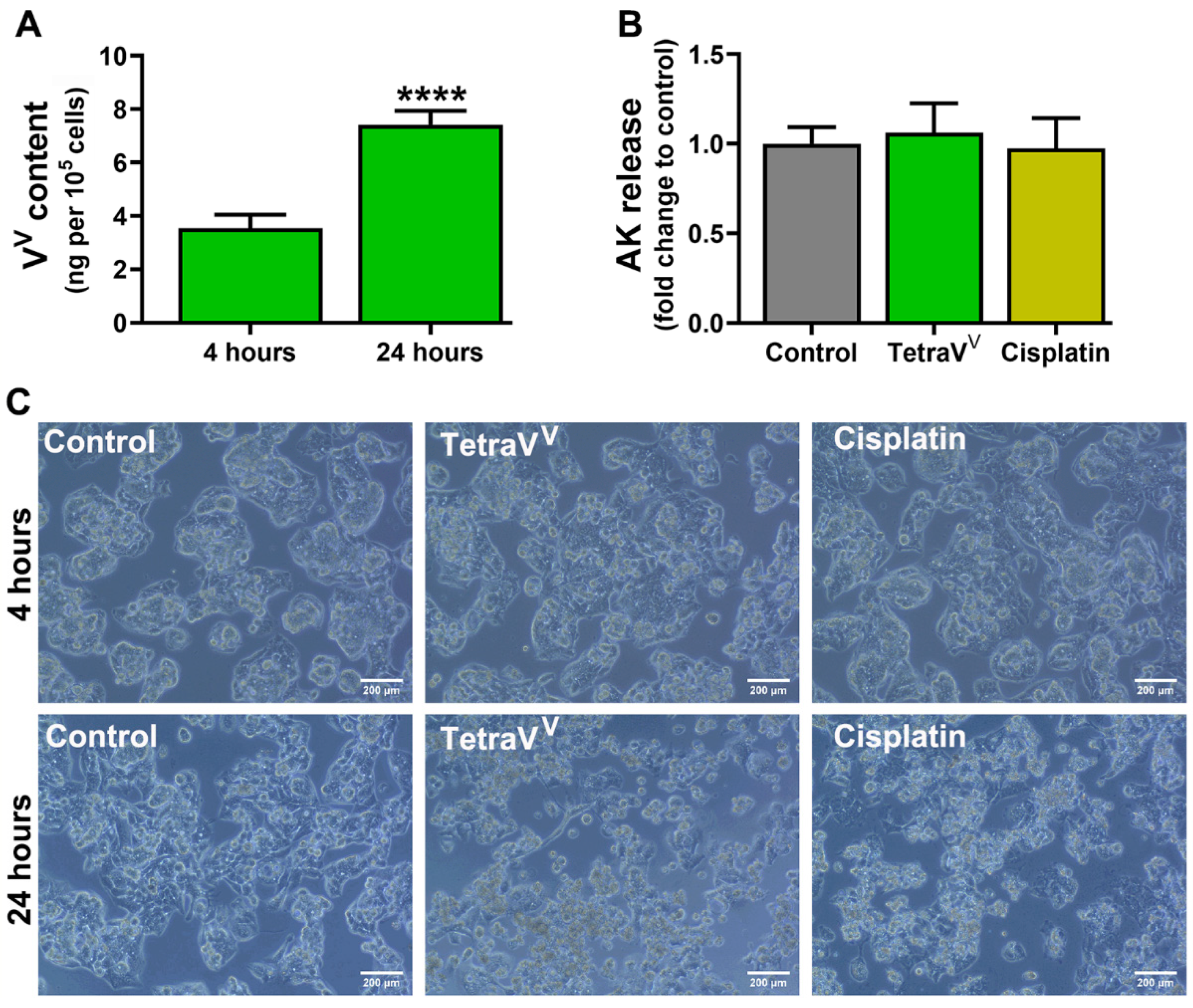 Biomedicines 10 01217 g006 550