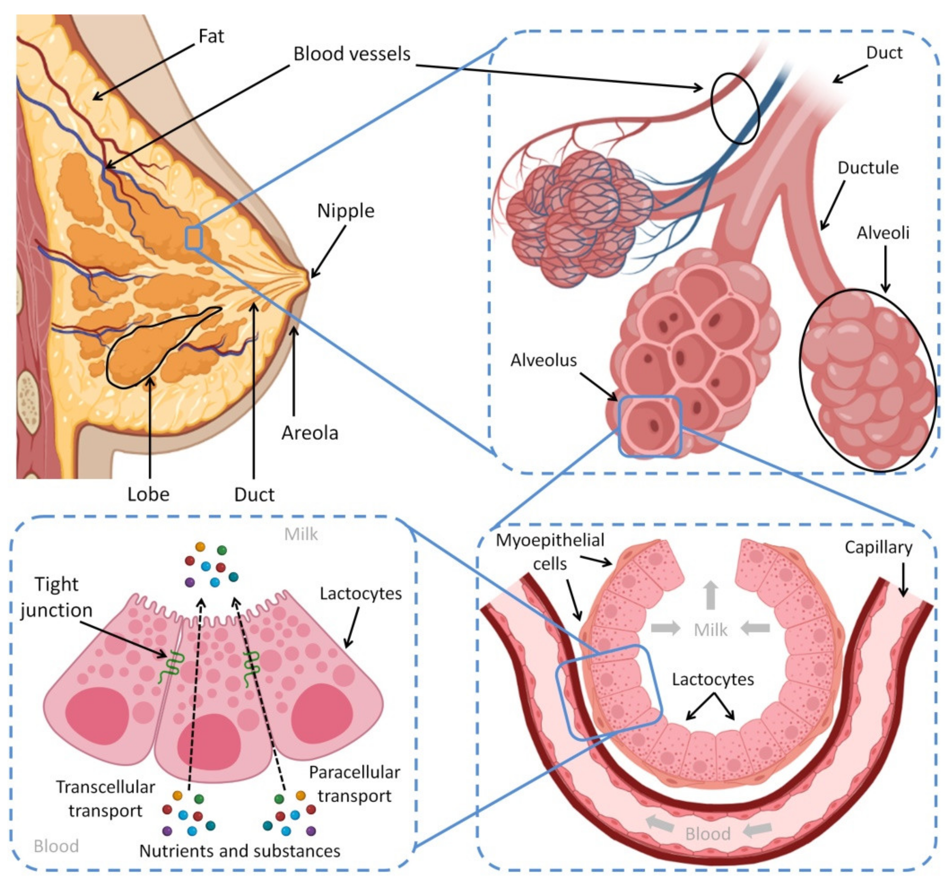 Boobie Bikkies - Big Boobs,Small Boobs and Breast Milk Supply - Does Size  Matter? Ultrasound studies by Dr Peter Hartmann and team at the University  of Western Australia have shown that although